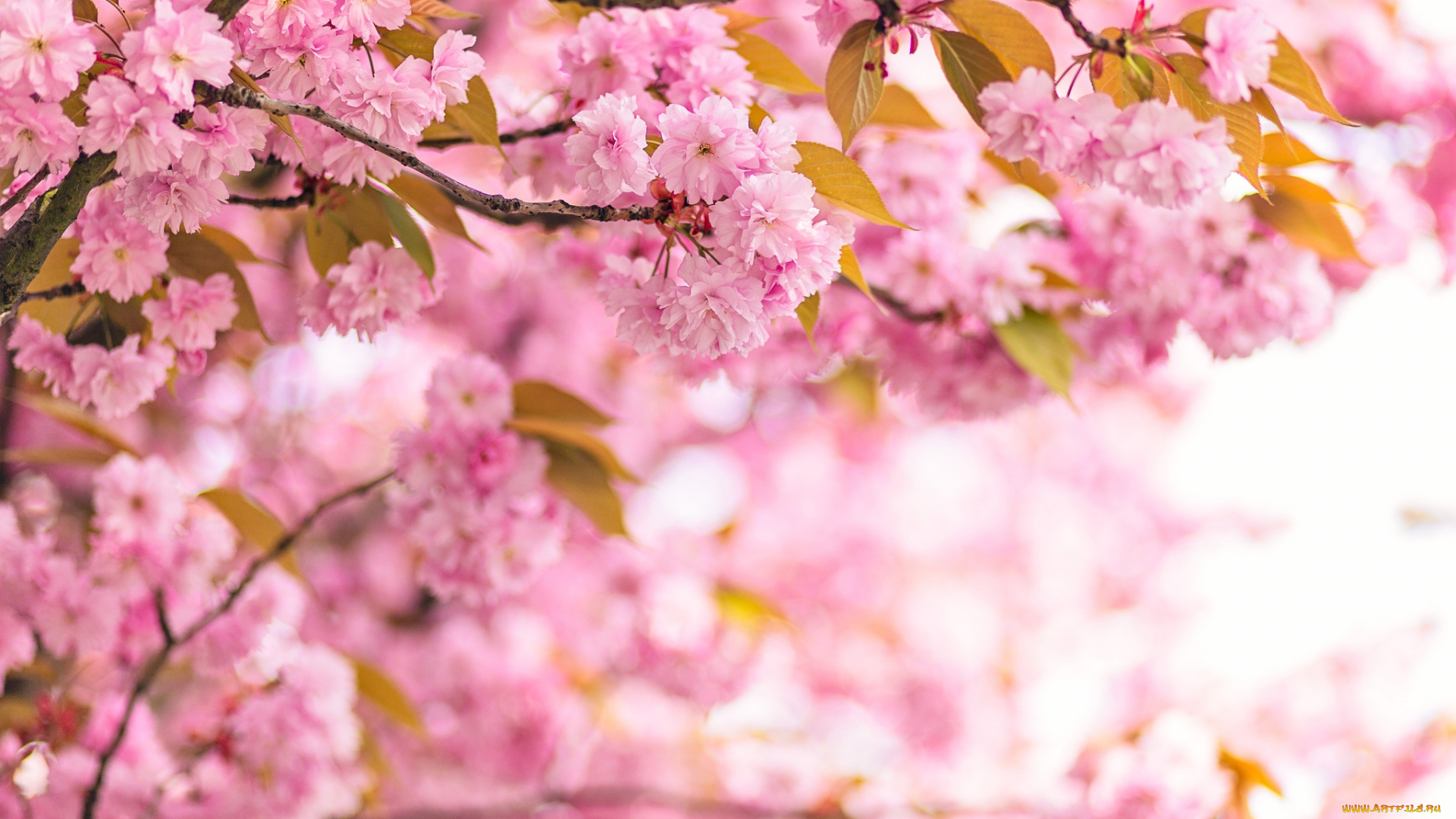 цветы, сакура, вишня, ветки, розовый