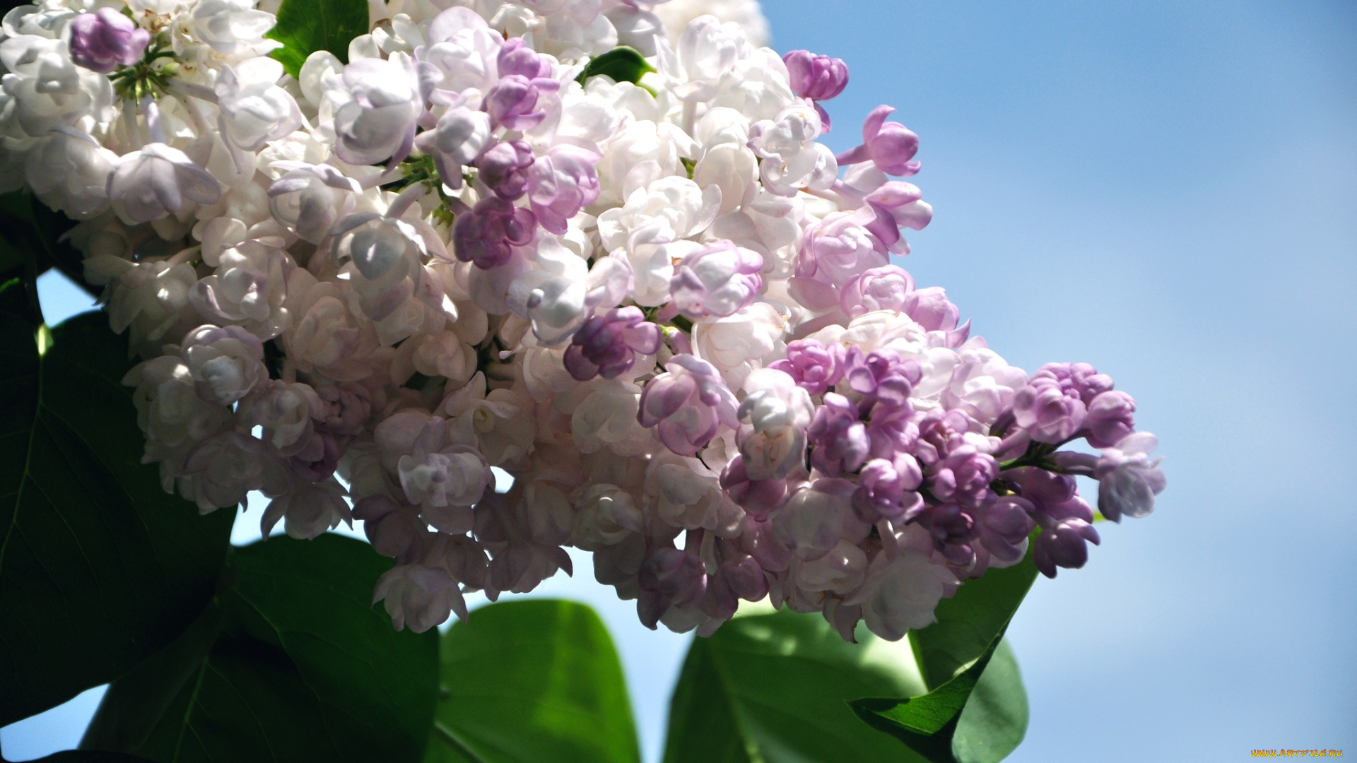 цветы, сирень, ветка