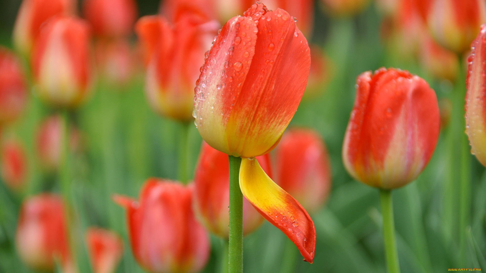 цветы, тюльпаны, бутон, лепесток, капли