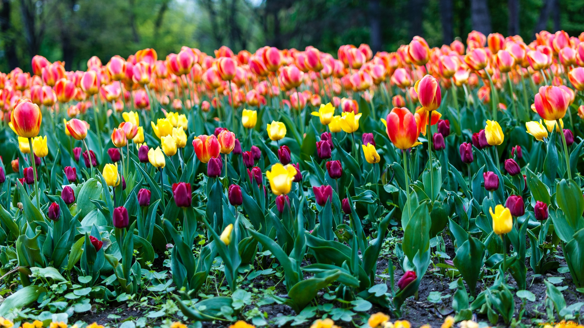 цветы, тюльпаны, много, бутоны