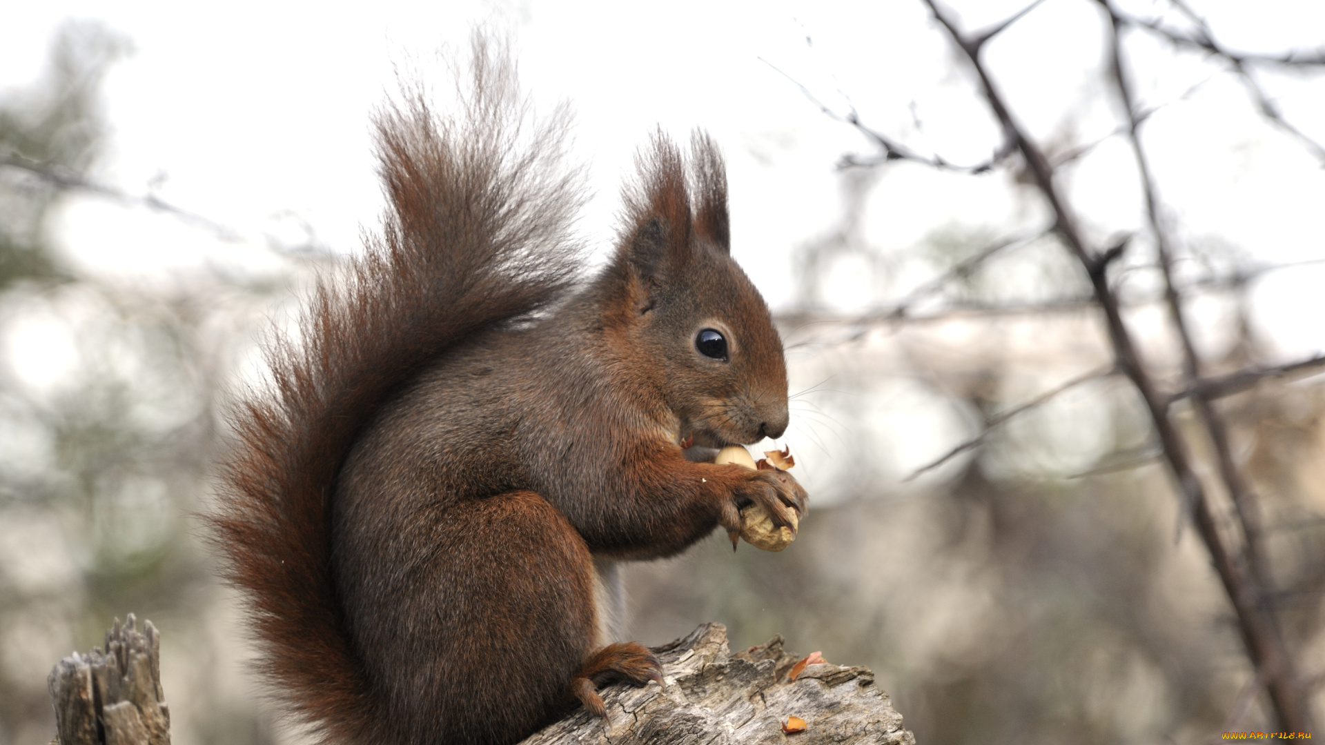 животные, белки, зверек, хвост