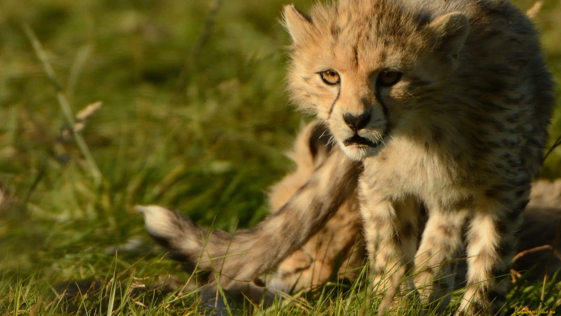животные, гепарды, дикая, кошка, хищник, детёныш