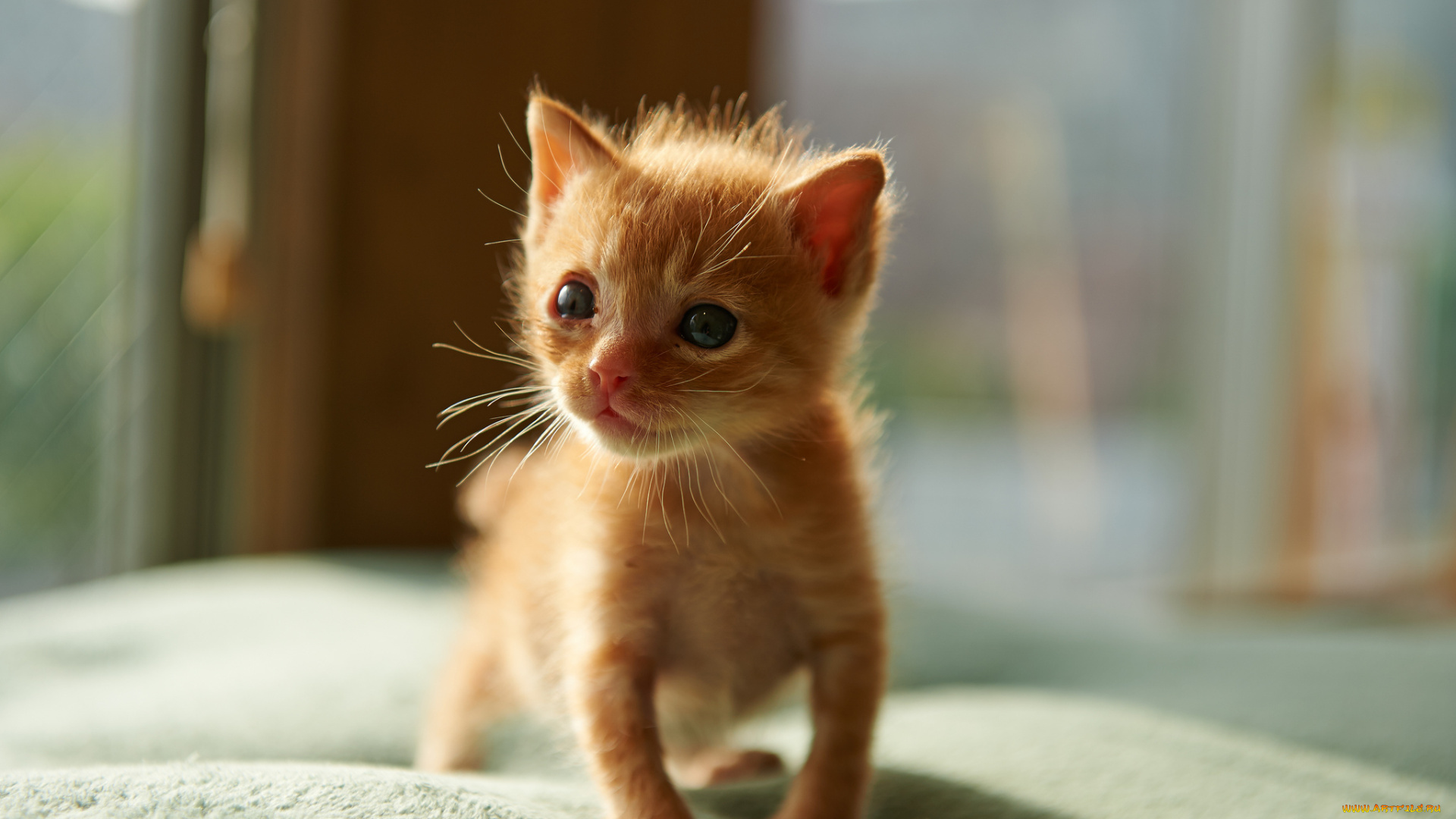 животные, коты, котёнок, малыш