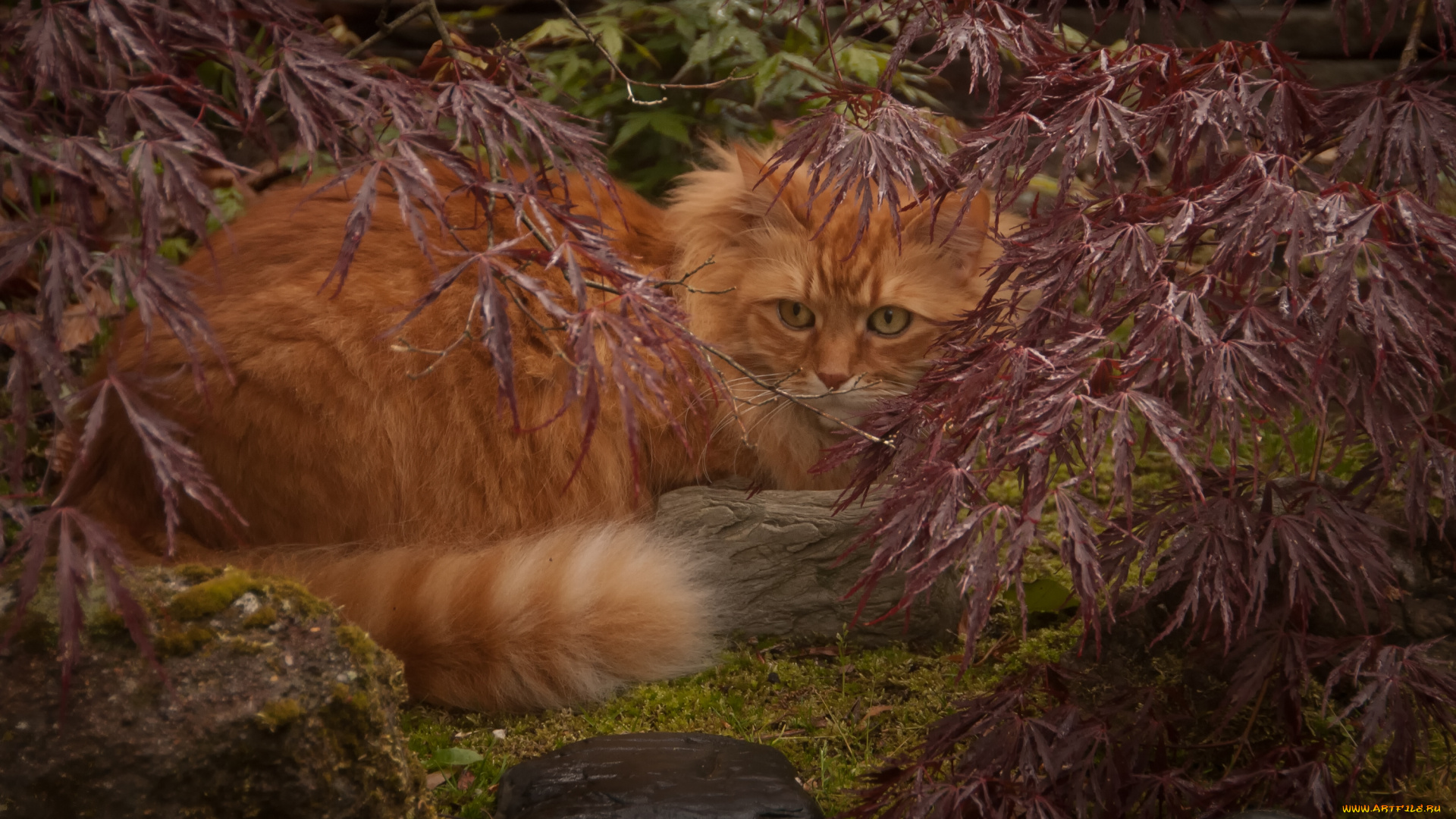 животные, коты, листья, ветки, рыжий, кот