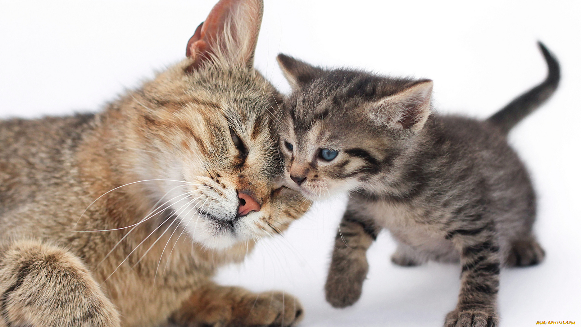 животные, коты, любовь, малыш, мама