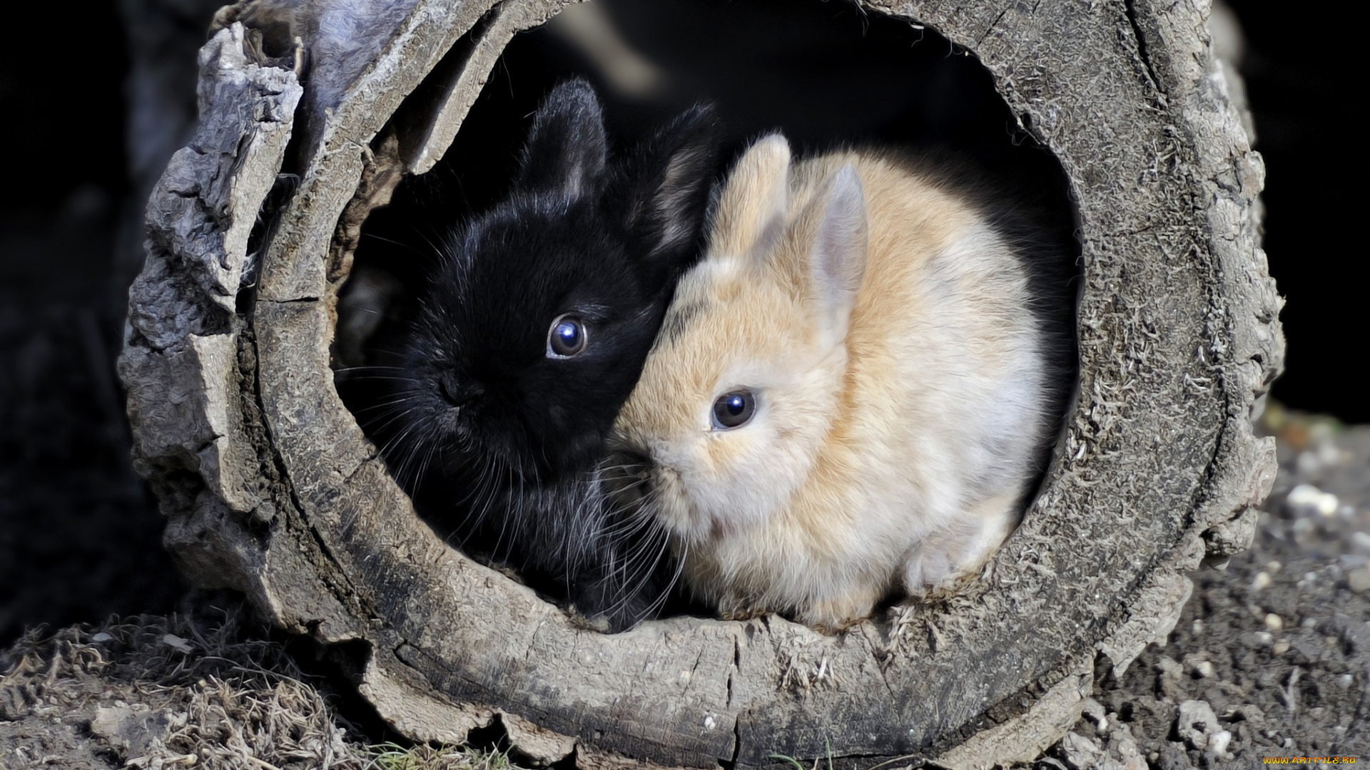 животные, кролики, зайцы, малыши
