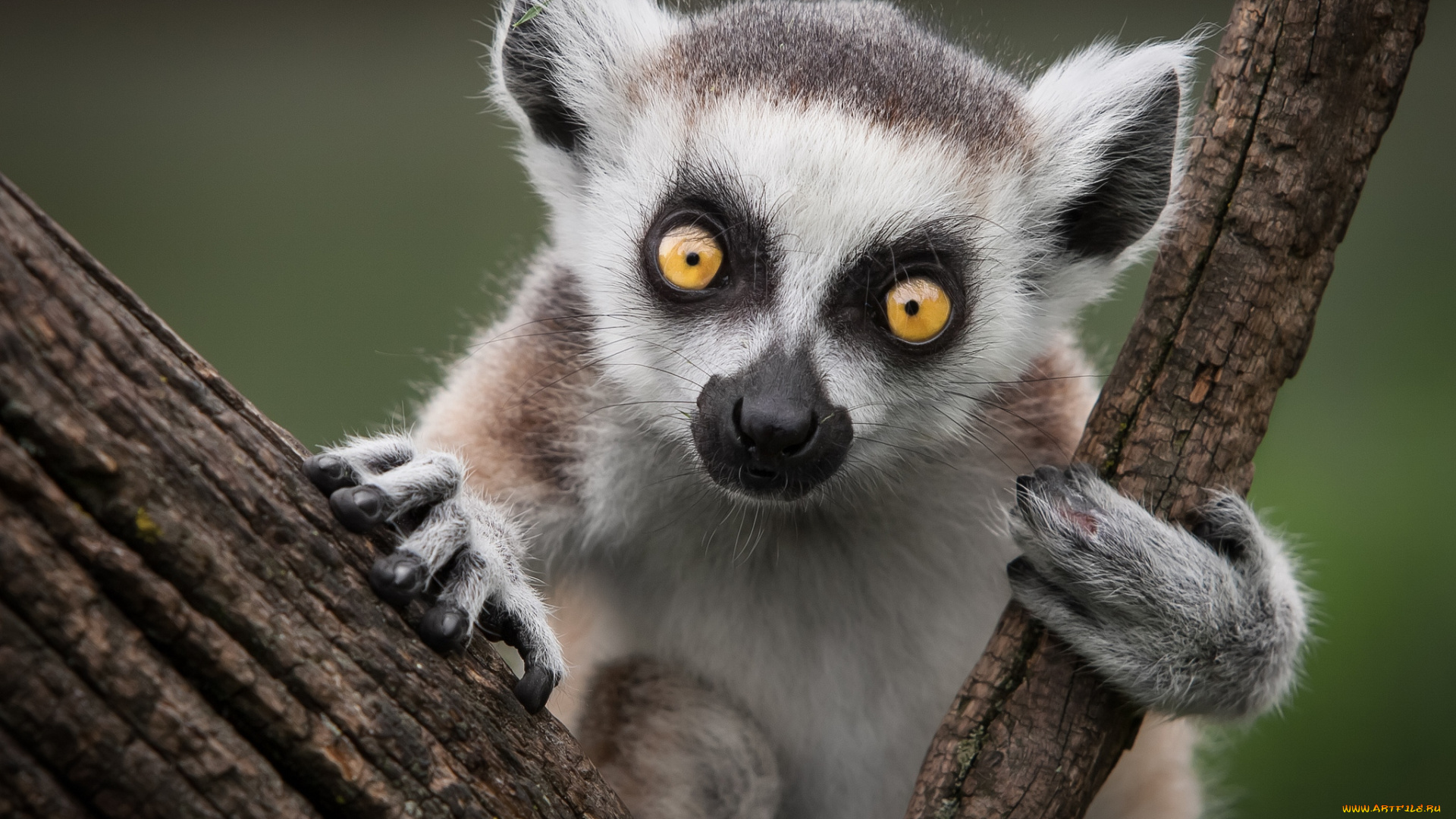 животные, лемуры, глаза, вылупастик