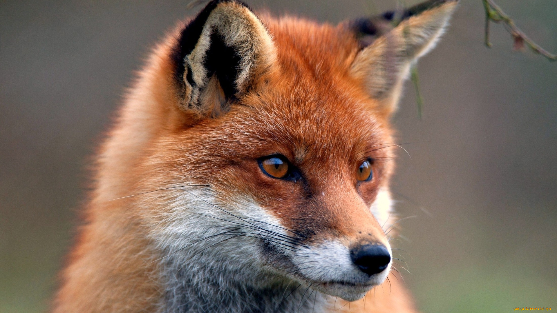 животные, лисы, мордочка, рыжая