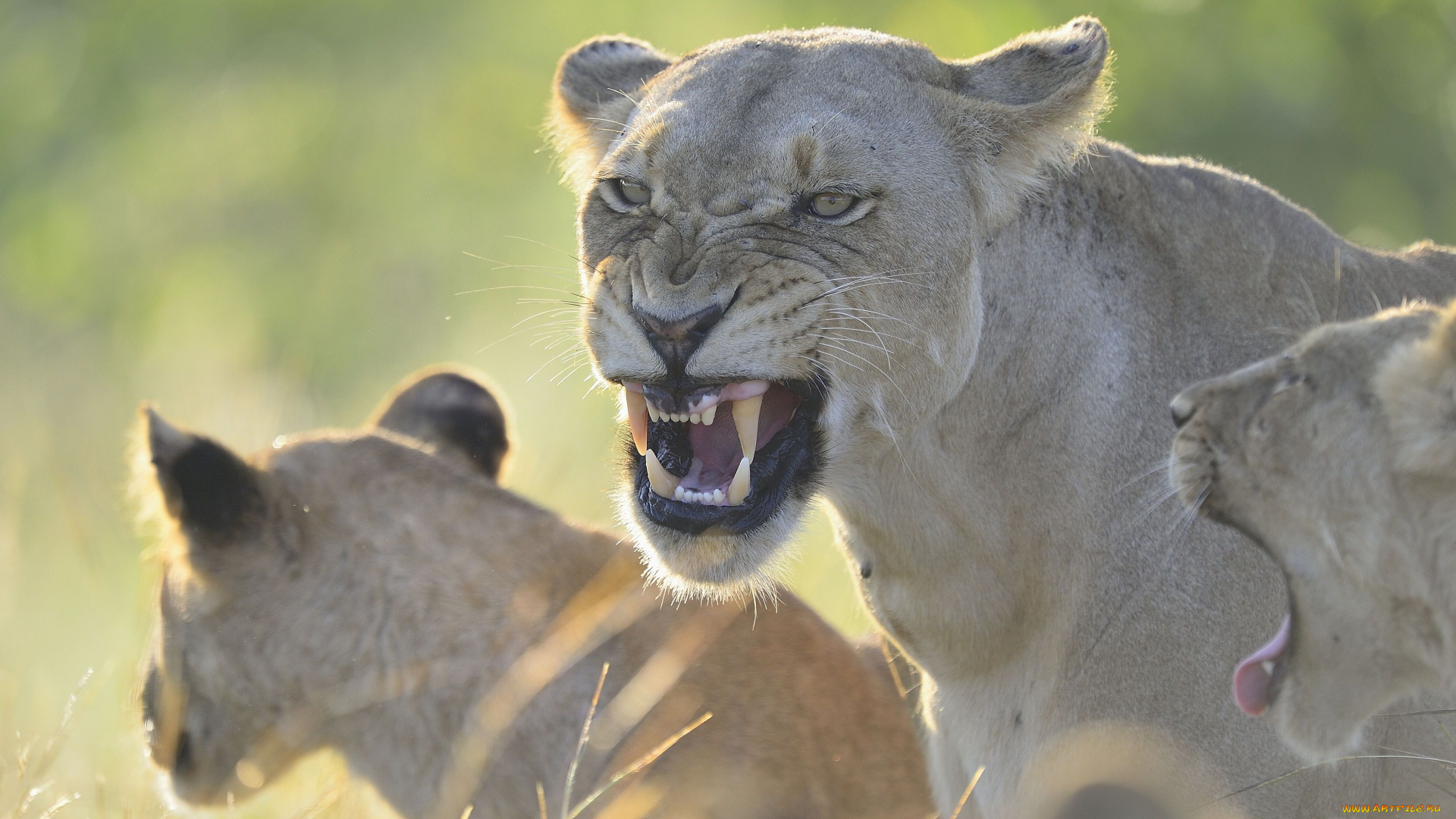 животные, львы, львица, оскал, ярость, клыки