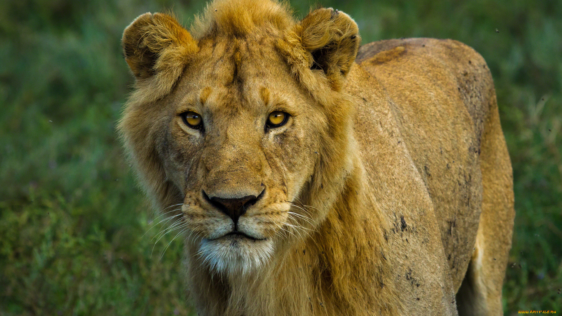 животные, львы, взгляд, молодой