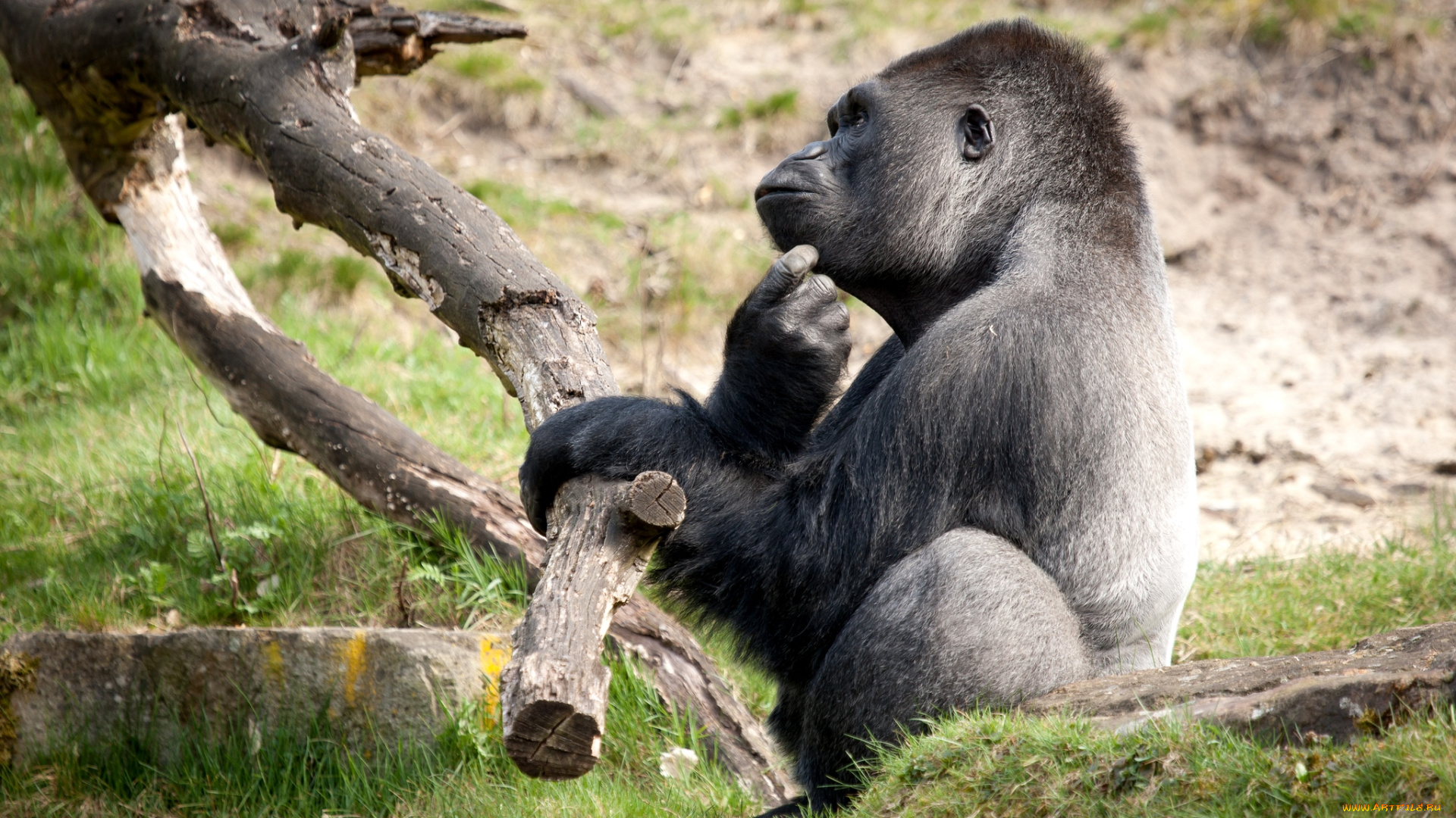 животные, обезьяны, горилла, раздумья, забавный