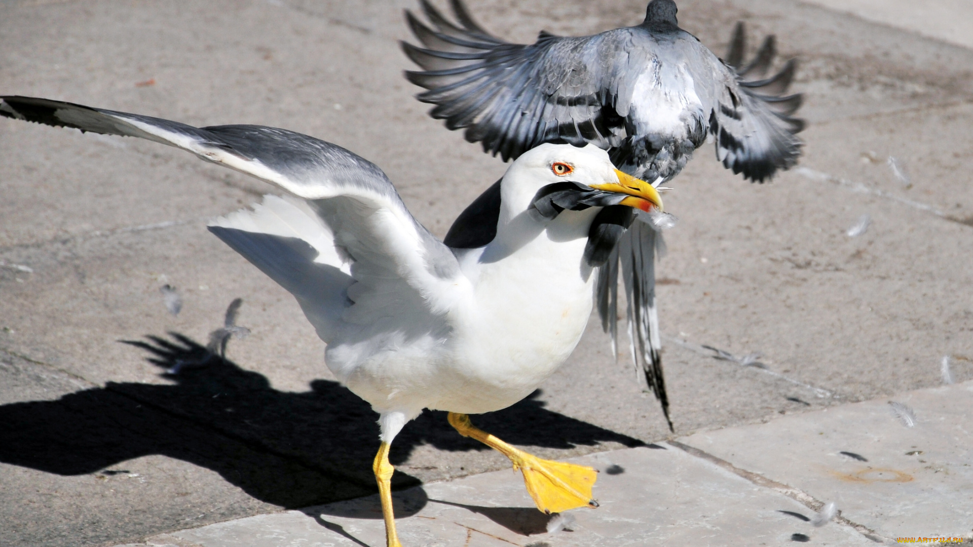 животные, птицы, чайка, голубь, ситуация
