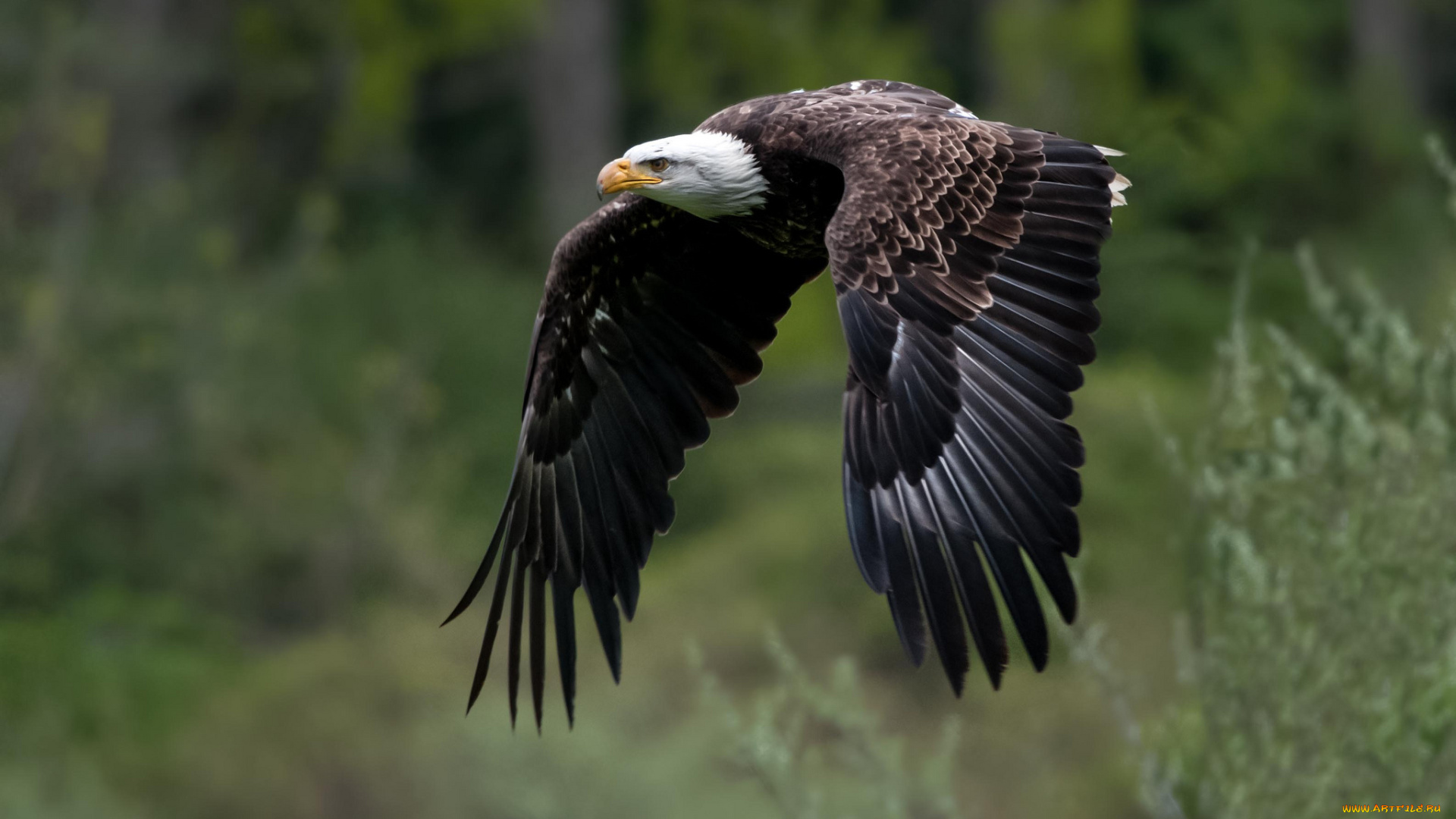 животные, птицы, хищники, белоголовый, орлан, крылья
