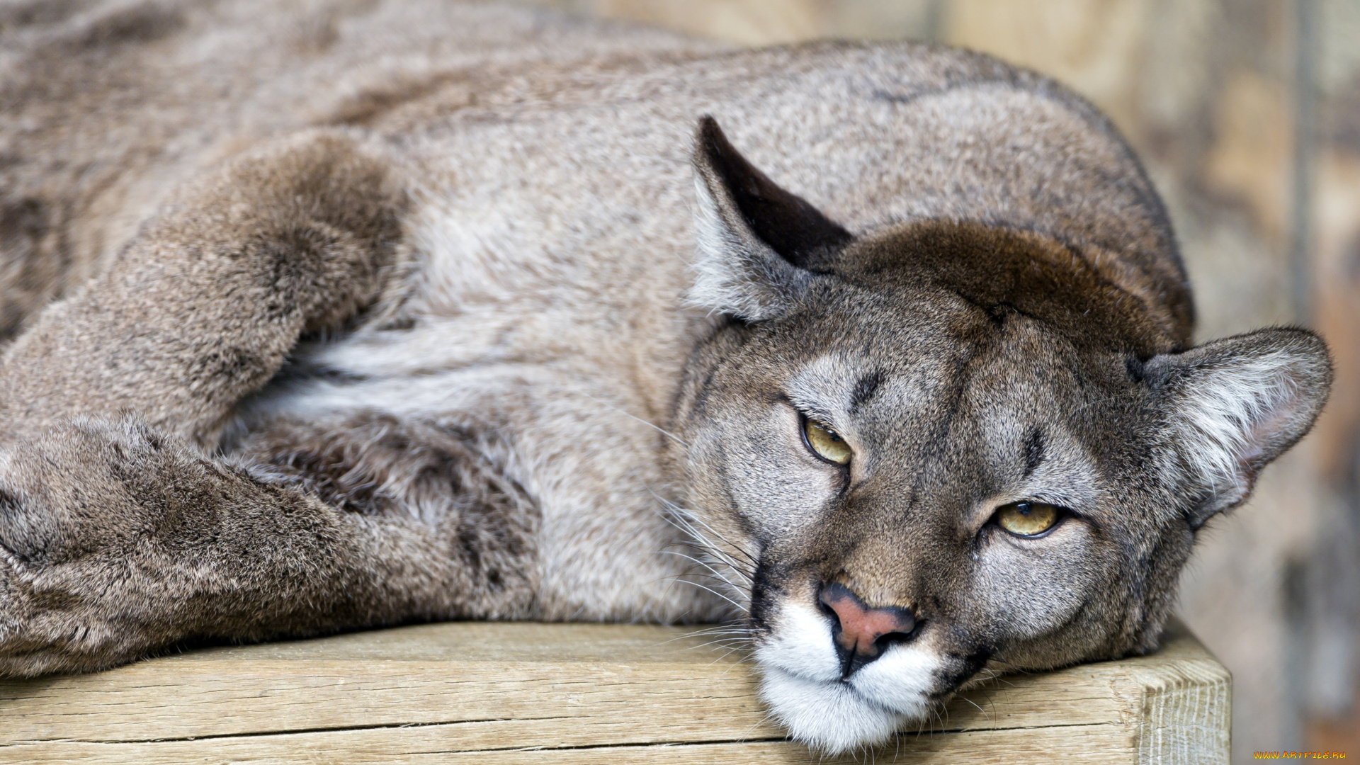 животные, пумы, морда, кугуар, взгляд