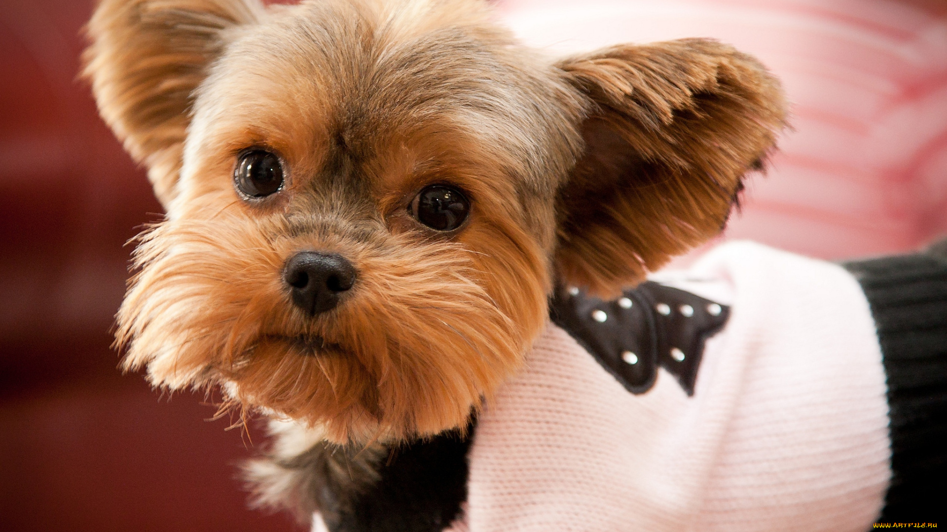 животные, собаки, мордочка, милый