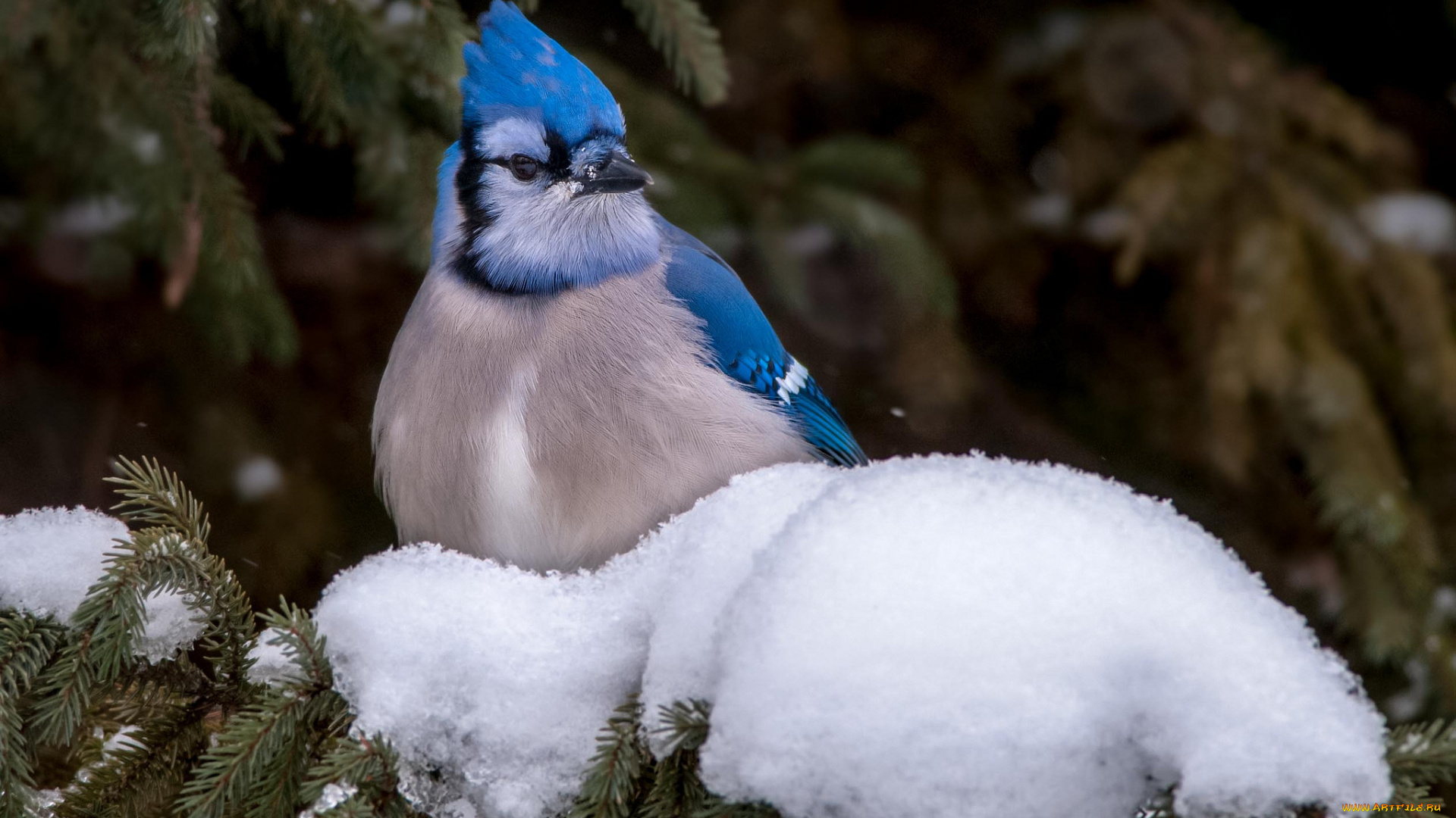 животные, сойки, снег, голубая, сойка