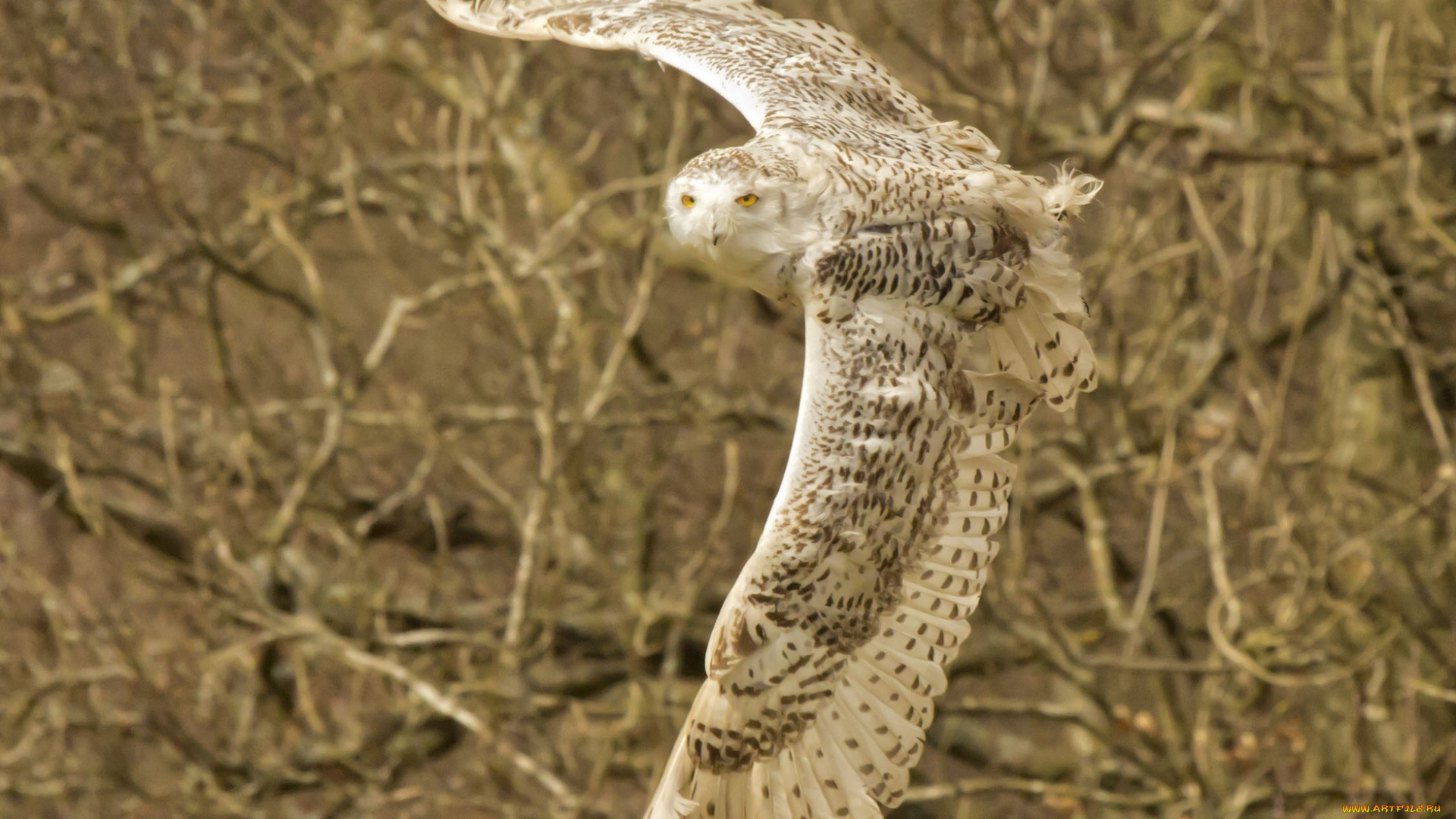 животные, совы, белая, сова, полёт, крылья, полярная
