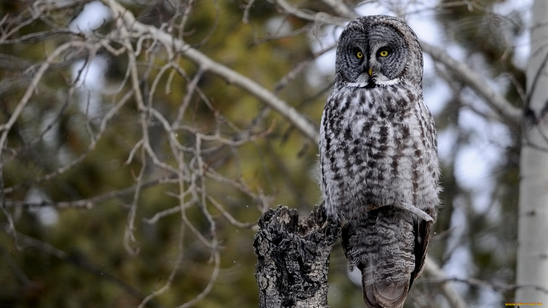 животные, совы, неясыть
