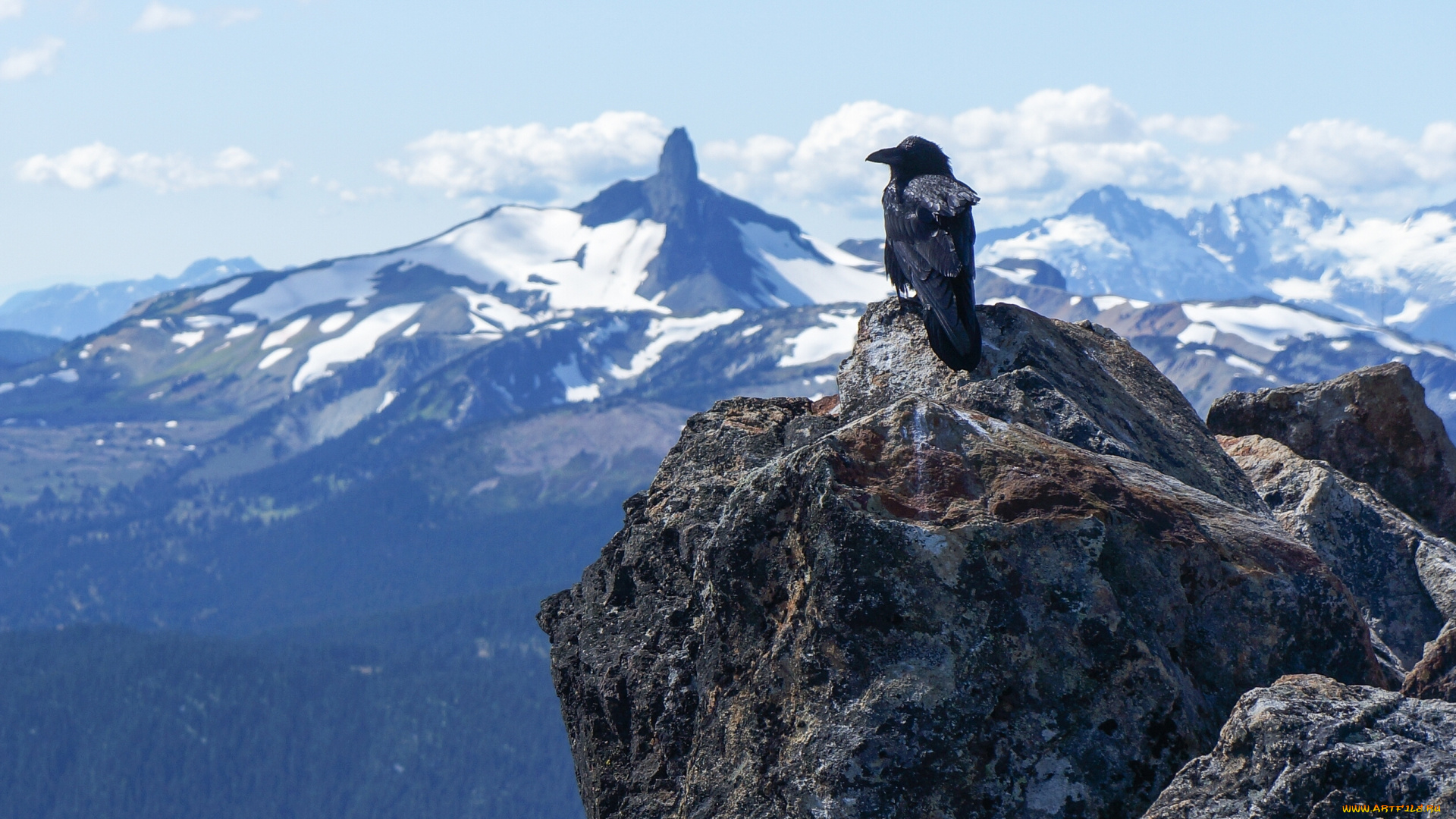 животные, вороны, грачи, галки, ворон, горы, камни