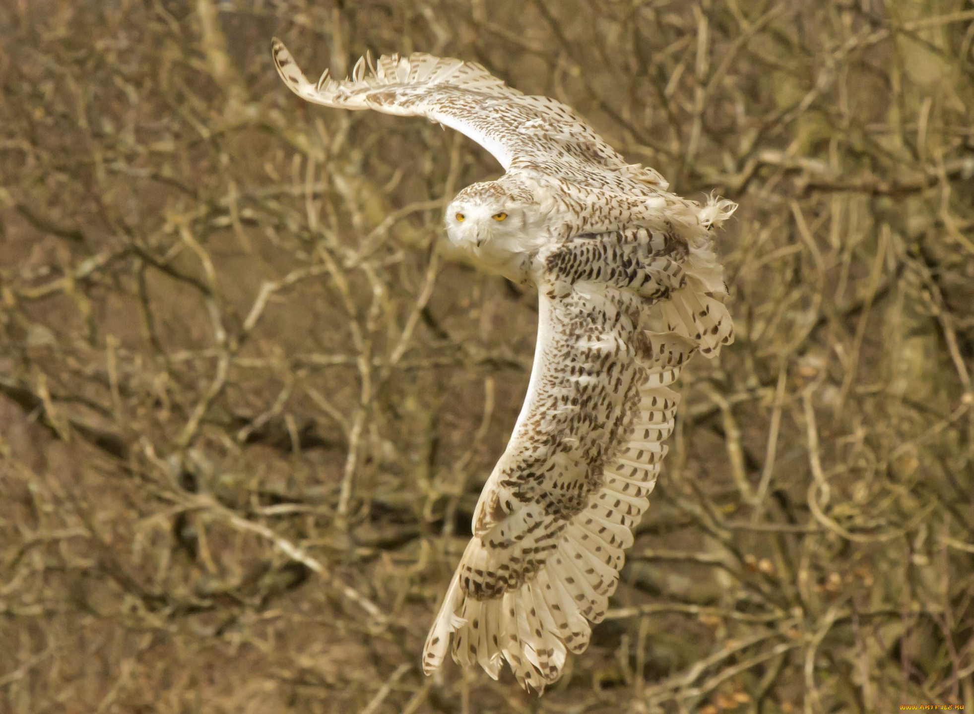 животные, совы, белая, сова, полёт, крылья, полярная