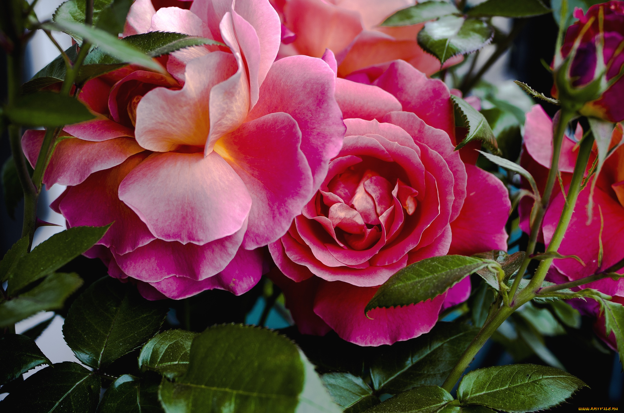 цветы, розы, красный, лепестки, роскошь