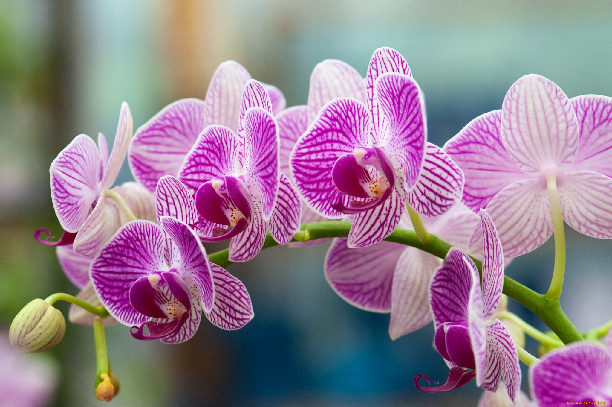 цветы, орхидеи, ветка, розовый