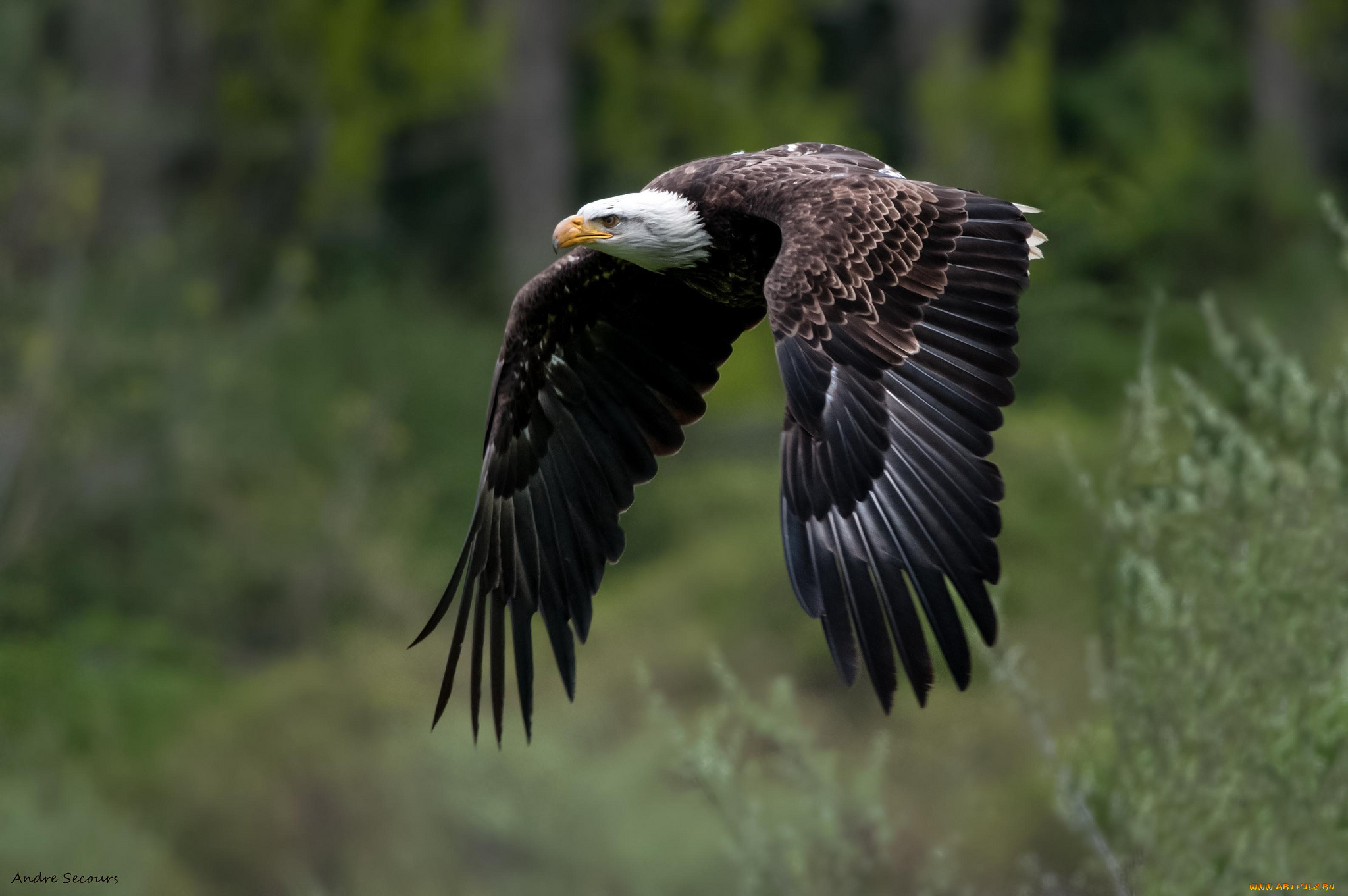 животные, птицы, хищники, белоголовый, орлан, крылья