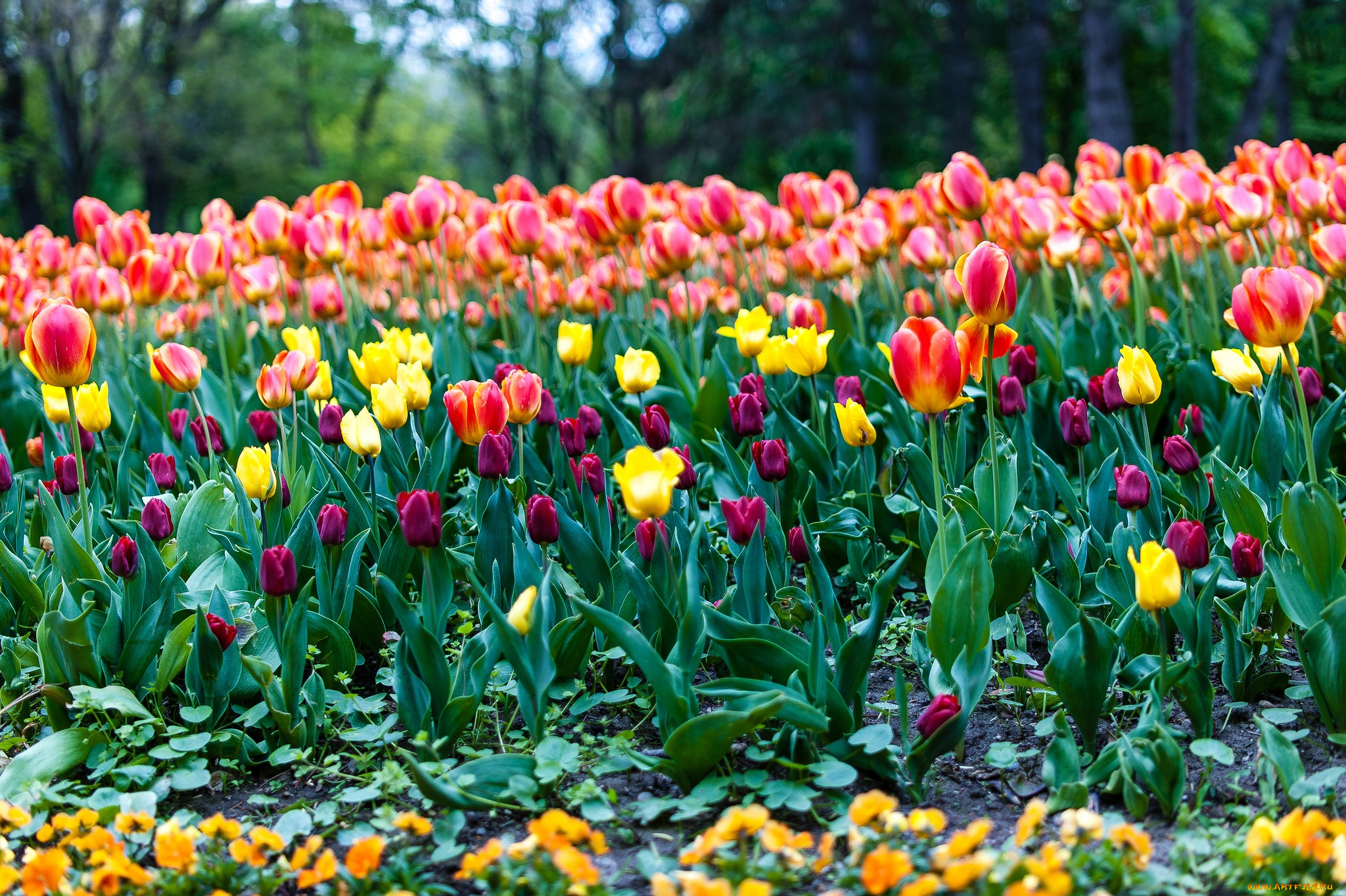 цветы, тюльпаны, много, бутоны