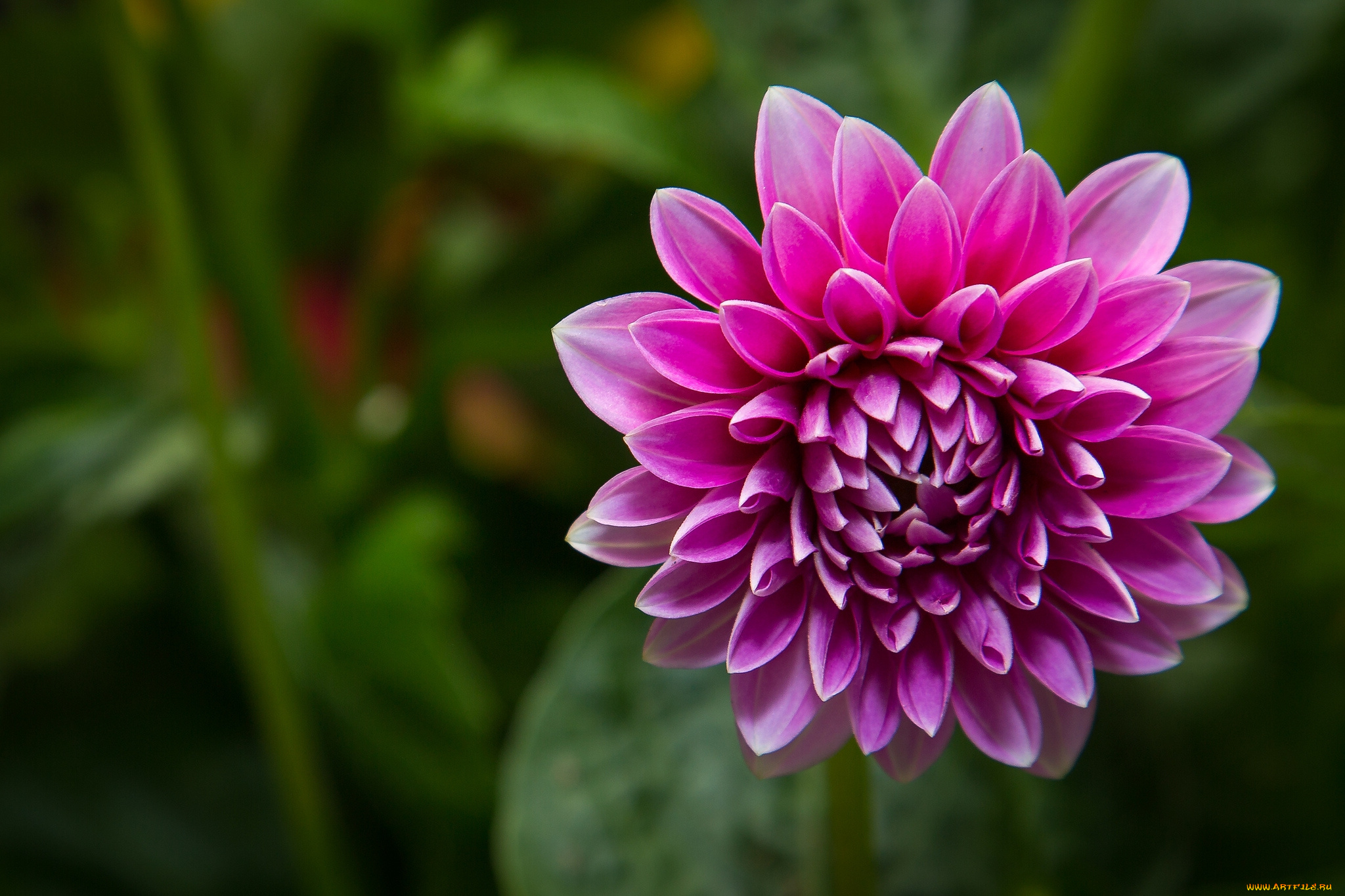 цветы, георгины, розовый