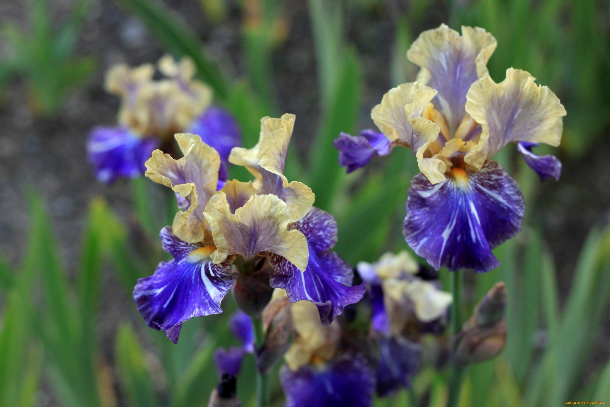 цветы, ирисы, синие, касатки