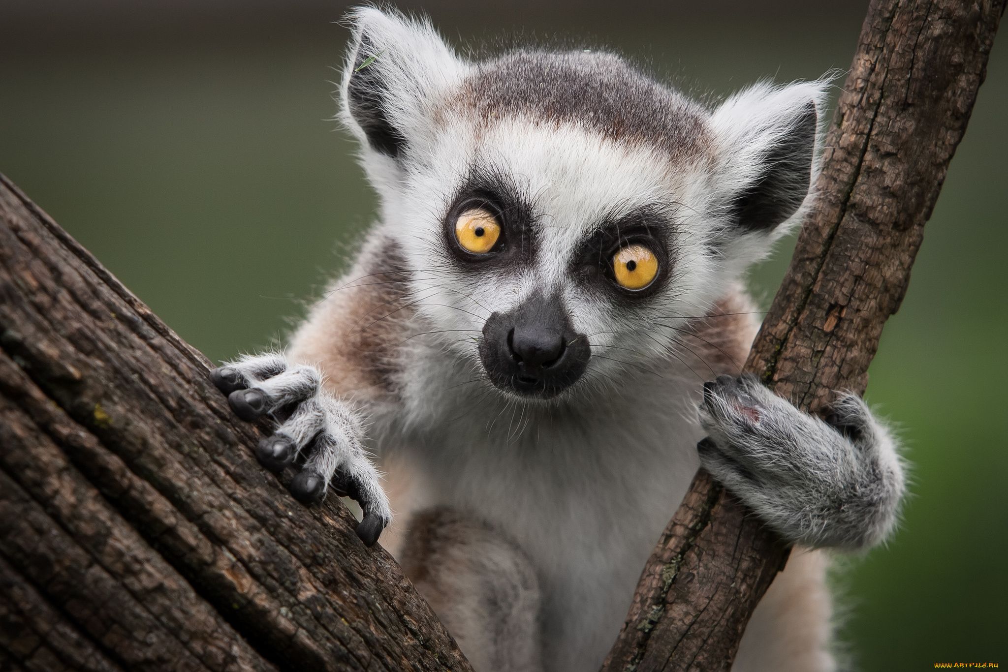 животные, лемуры, глаза, вылупастик