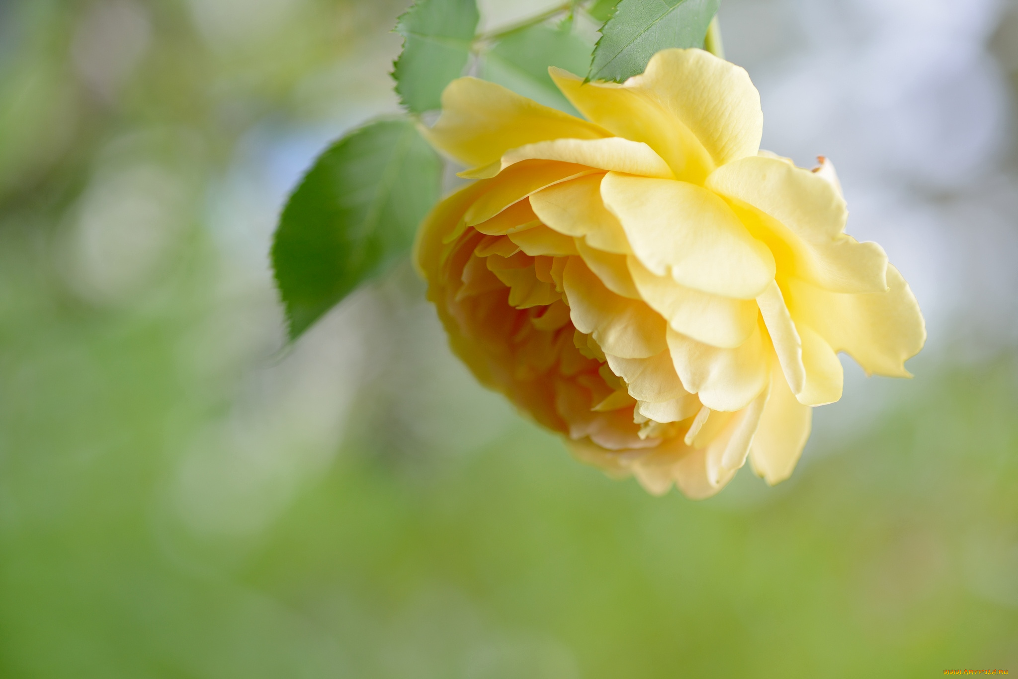 цветы, розы, желтый