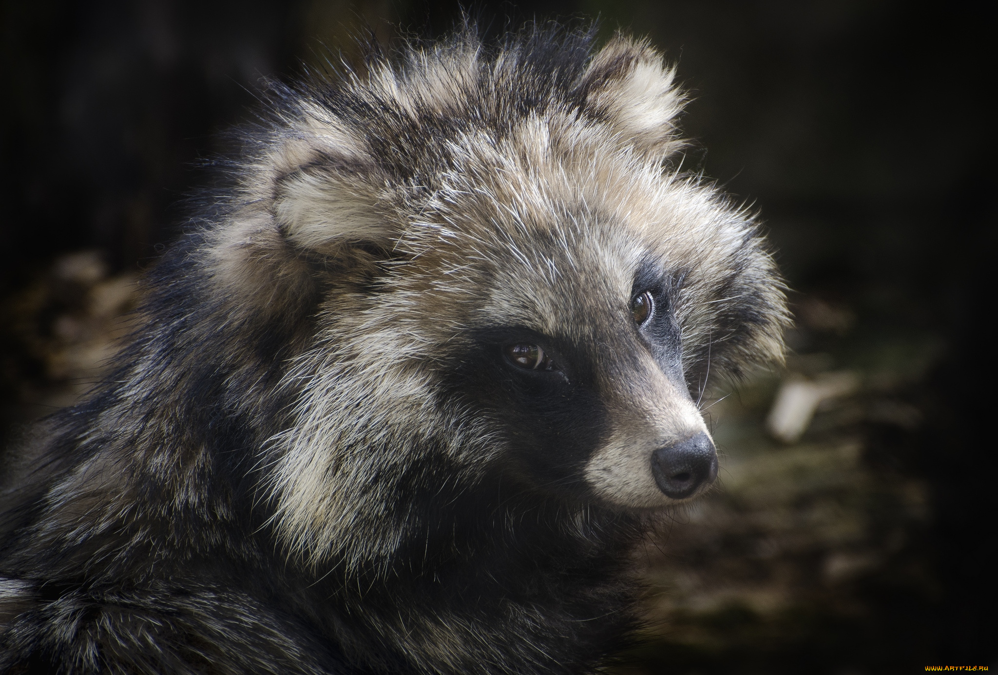 животные, еноты, морда