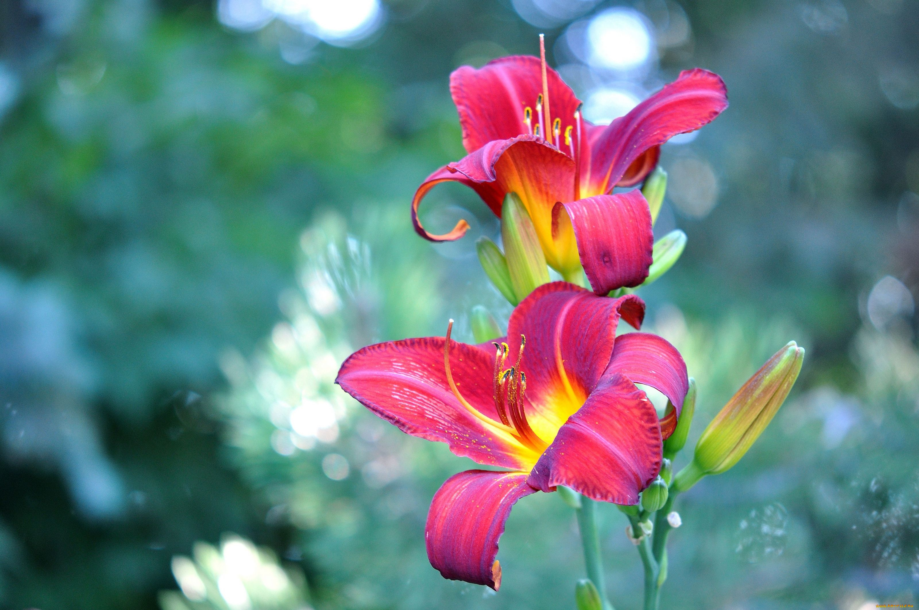 цветы, лилии, лилейники, бутоны, лепестки