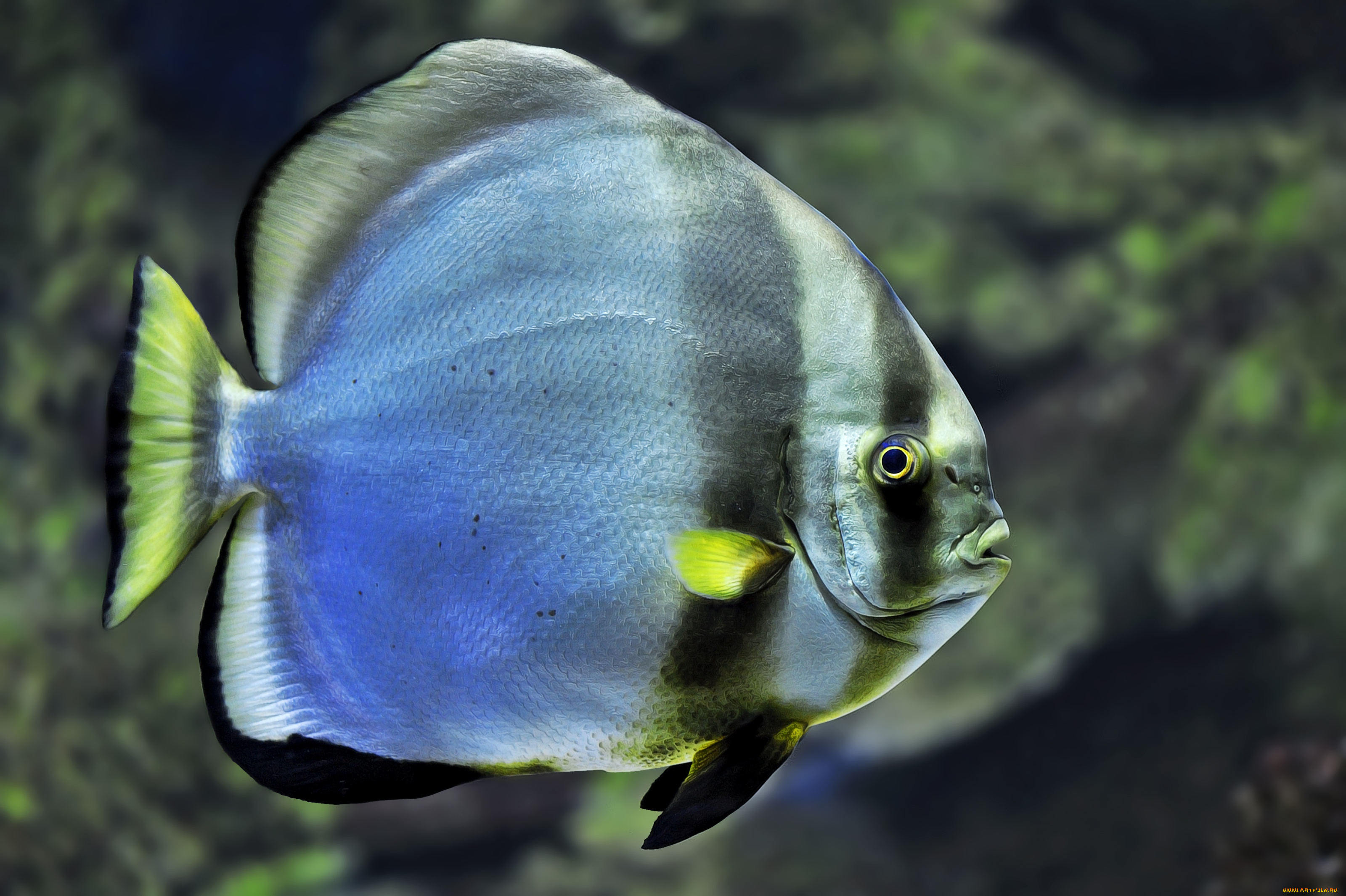 животные, рыбы, полосы, плавники