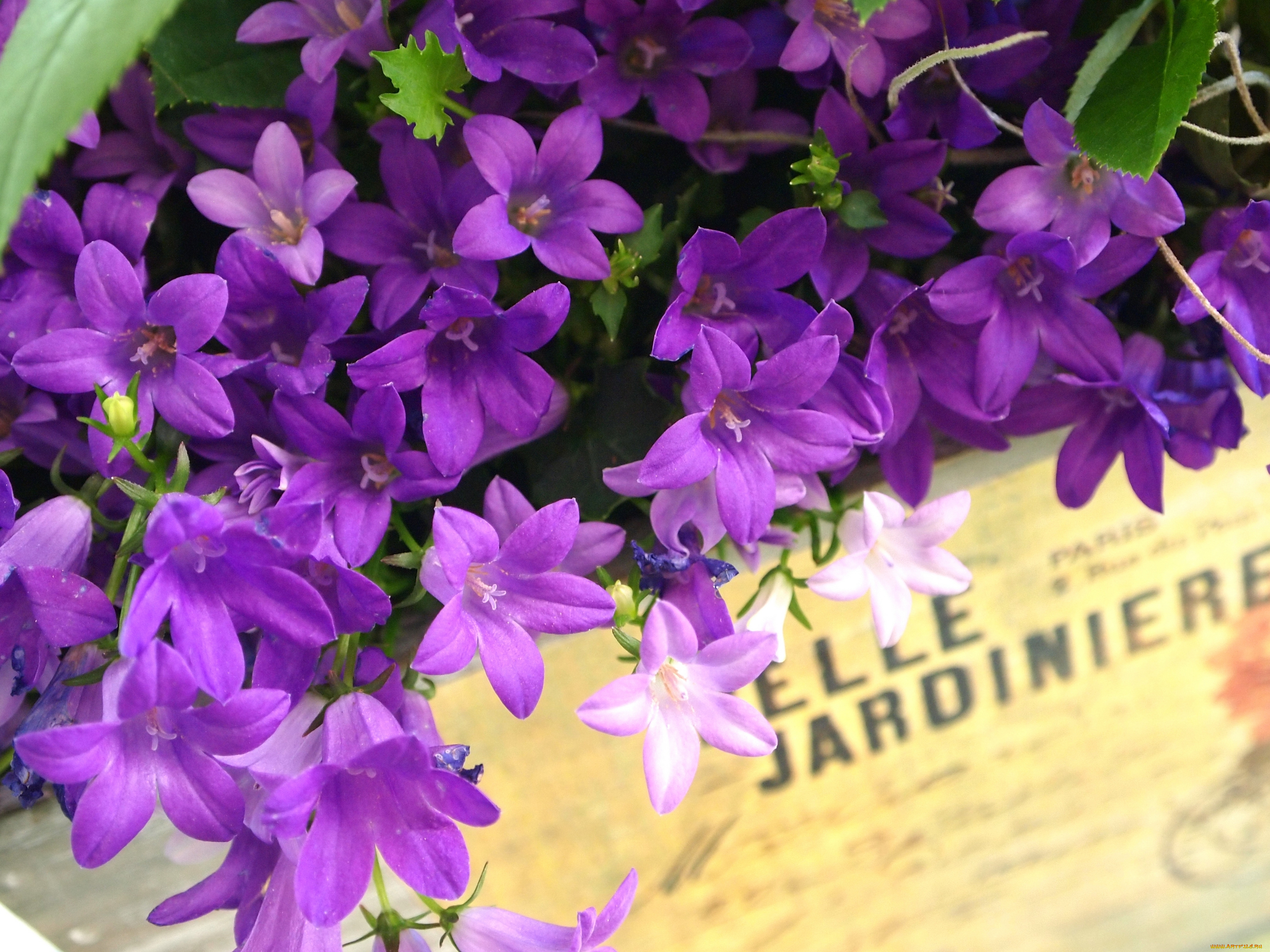 цветы, колокольчики, надпись, ящик