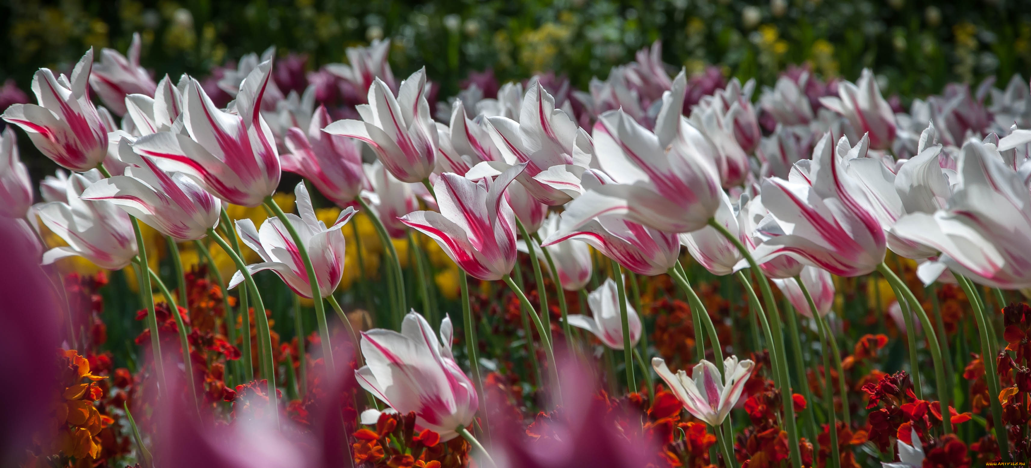 цветы, тюльпаны, бутоны