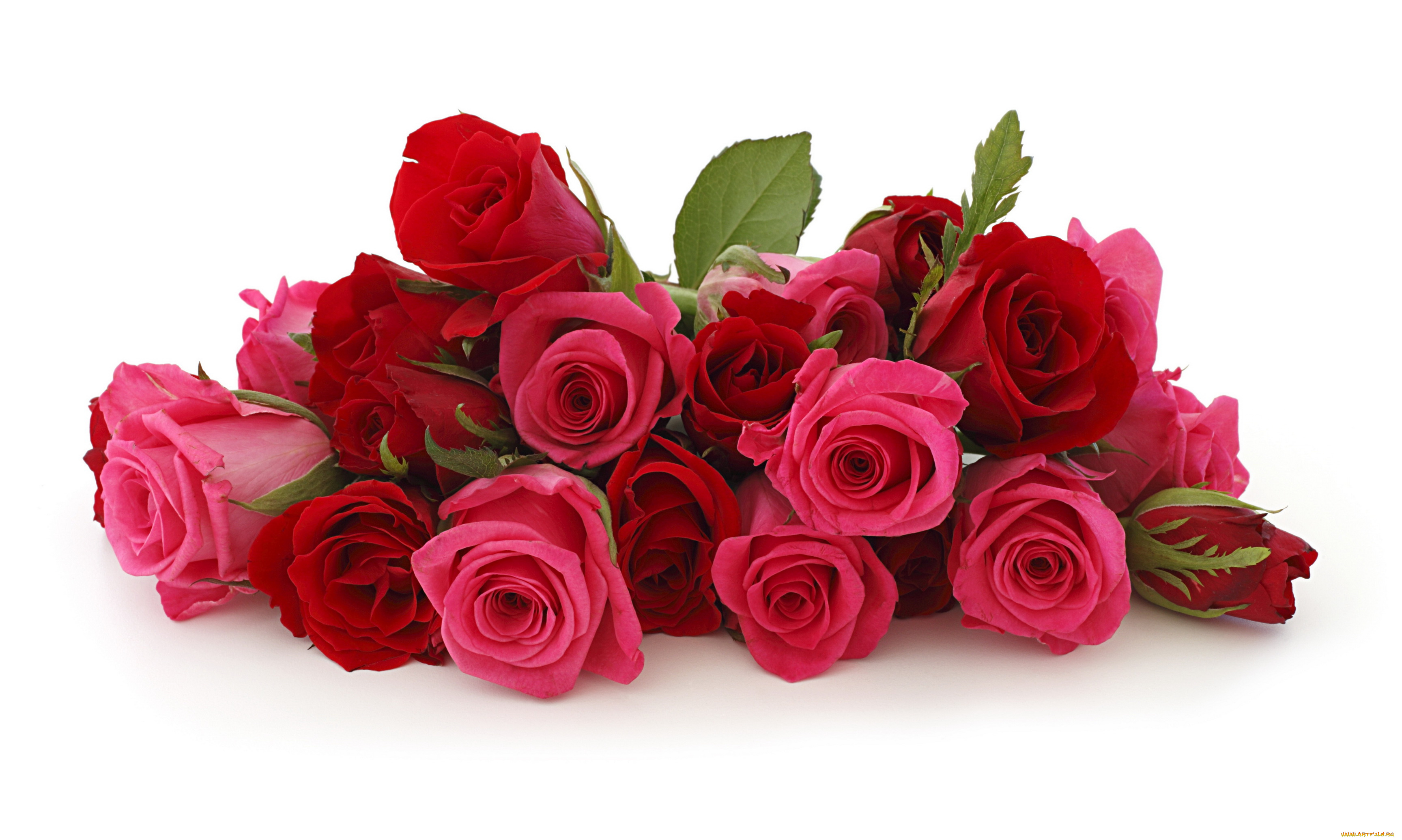 цветы, розы