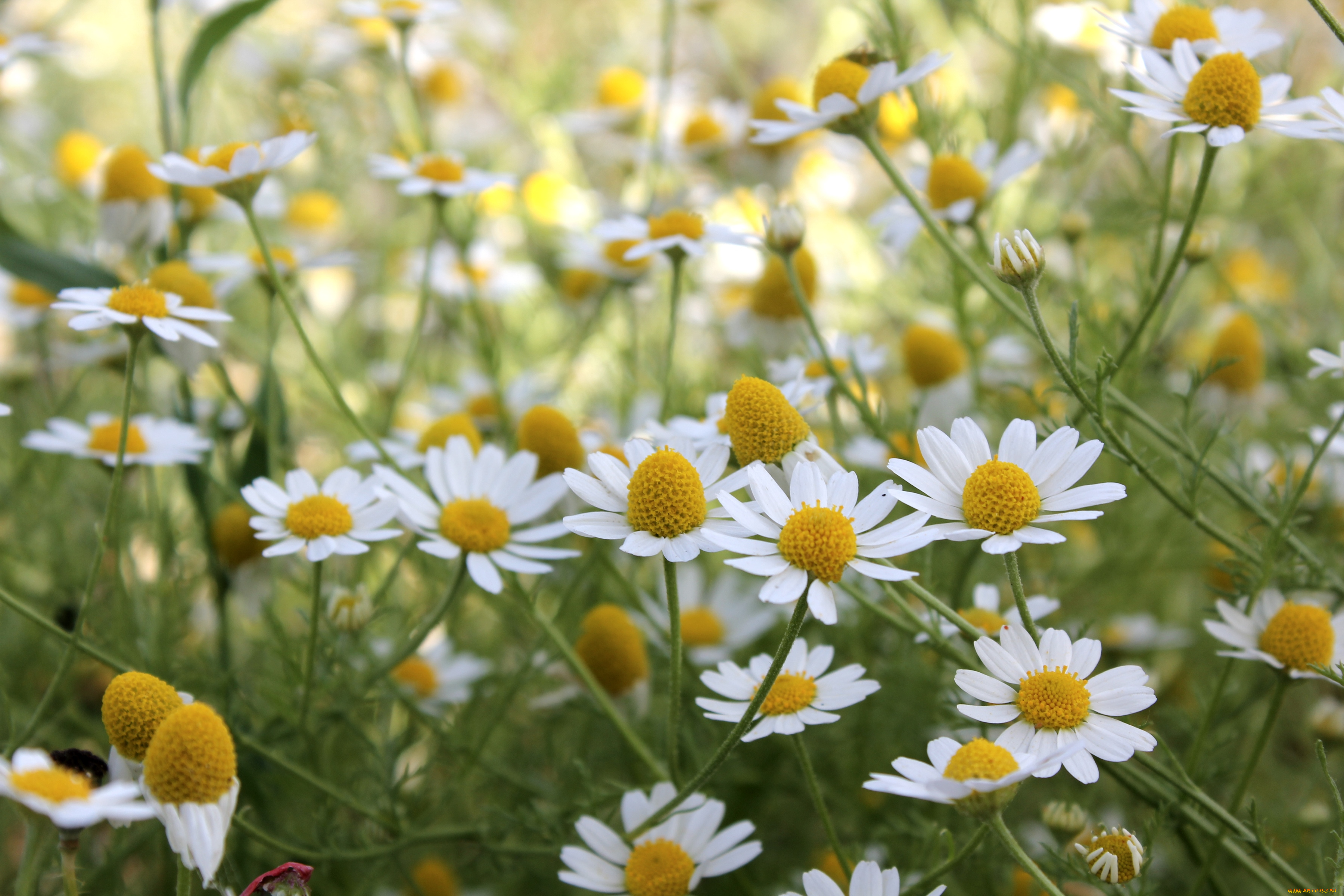 цветы, ромашки, луг, лето