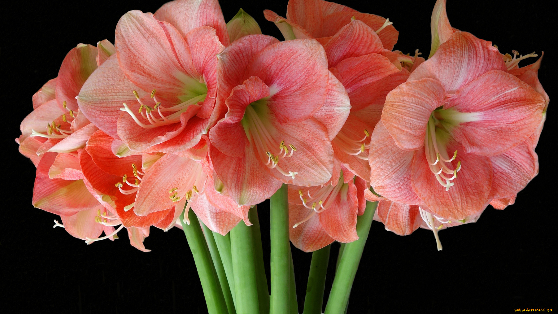 цветы, амариллисы, , гиппеаструмы, букет, гладиолусы