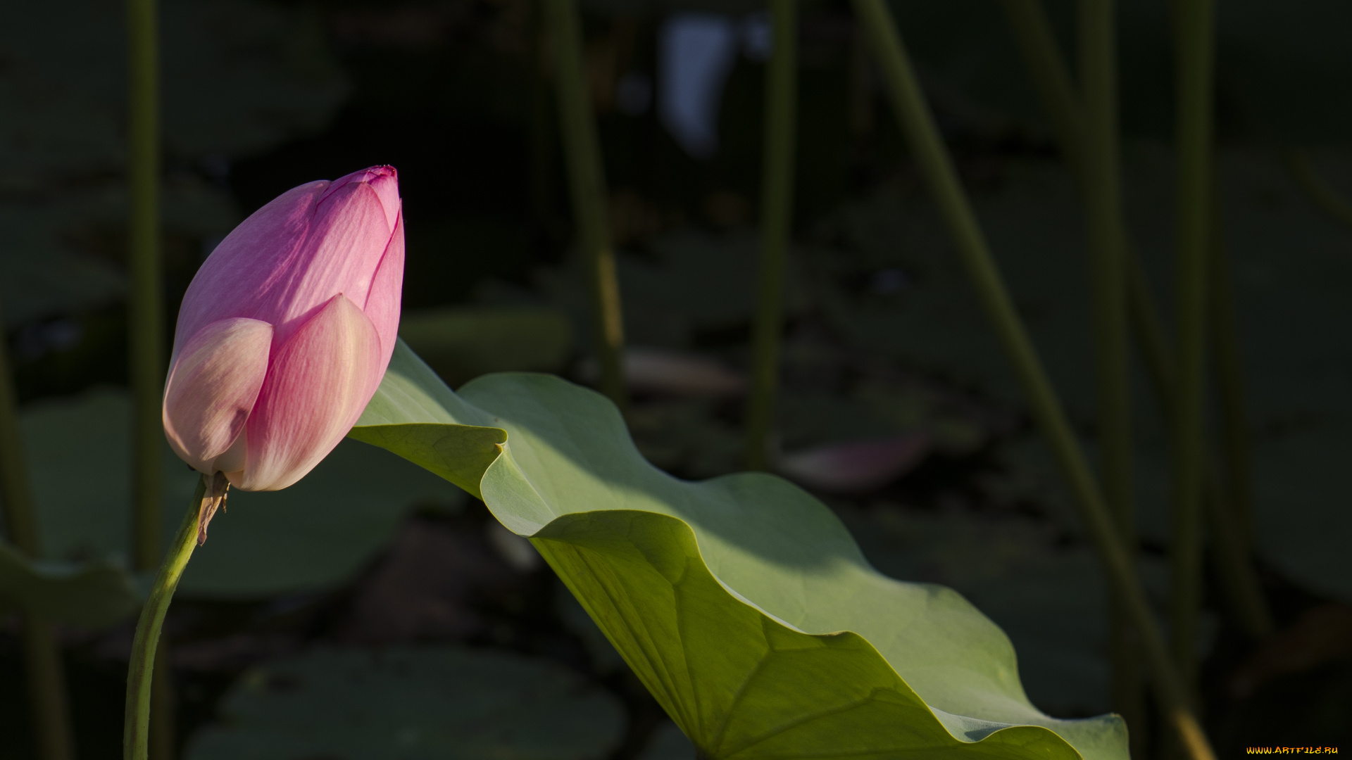 цветы, лотосы, бутон