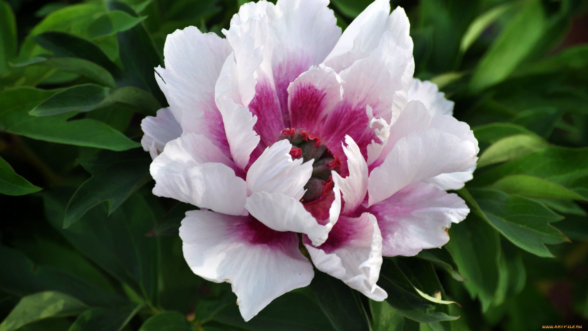 цветы, пионы, макро