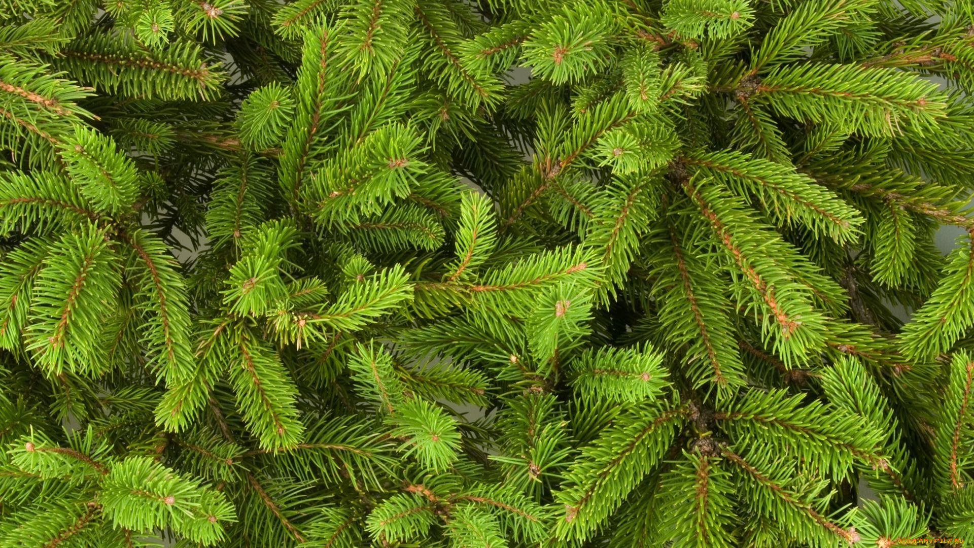 природа, другое, ветки, иголки, ель