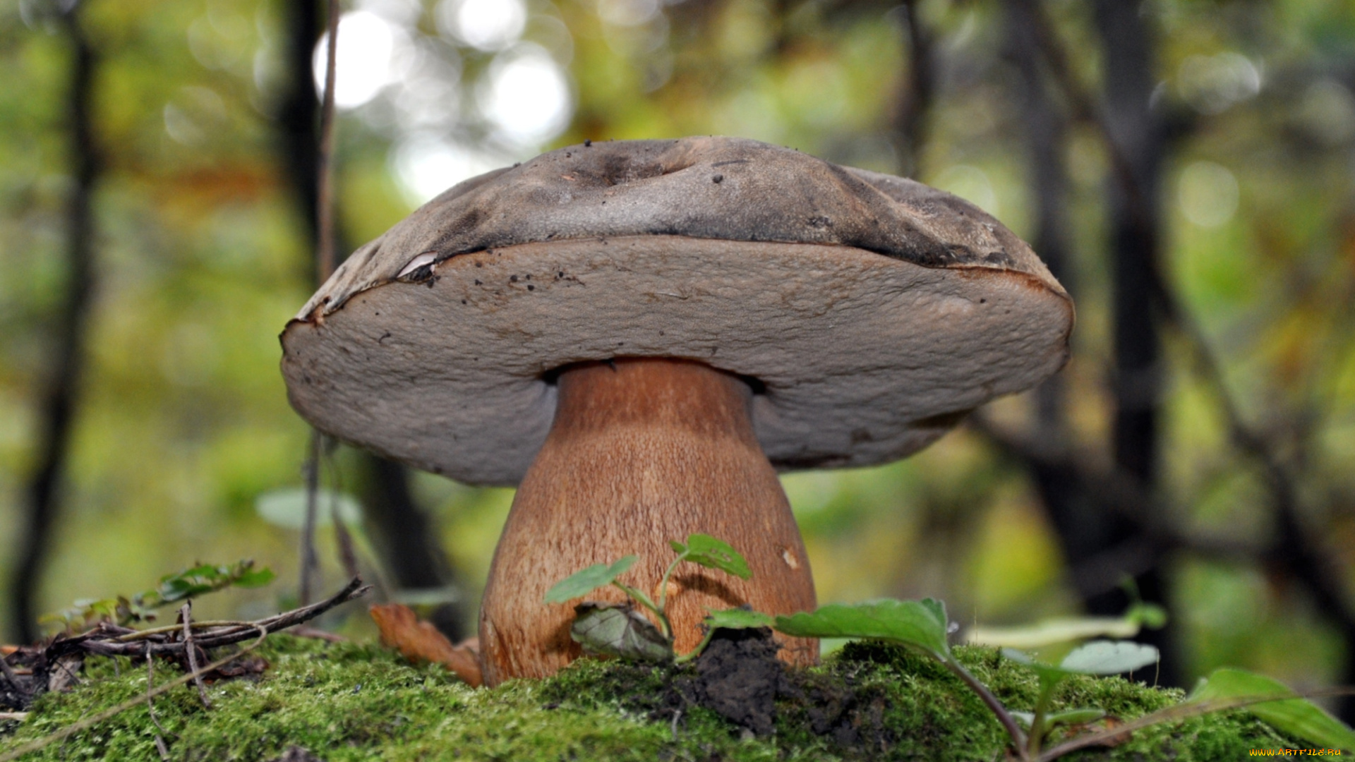 природа, грибы, боровик