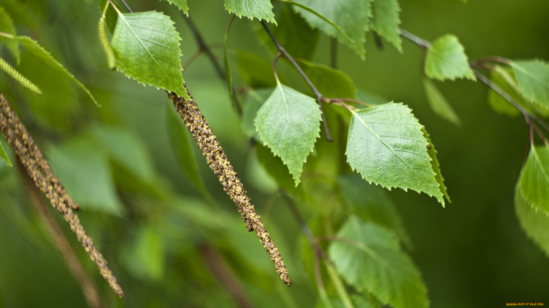 природа, листья, береза