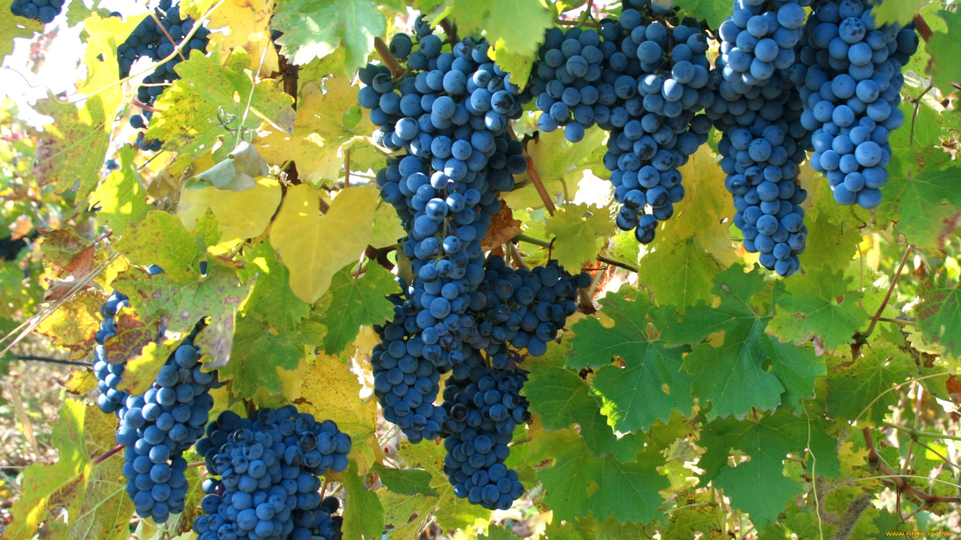природа, Ягоды, , виноград, лоза