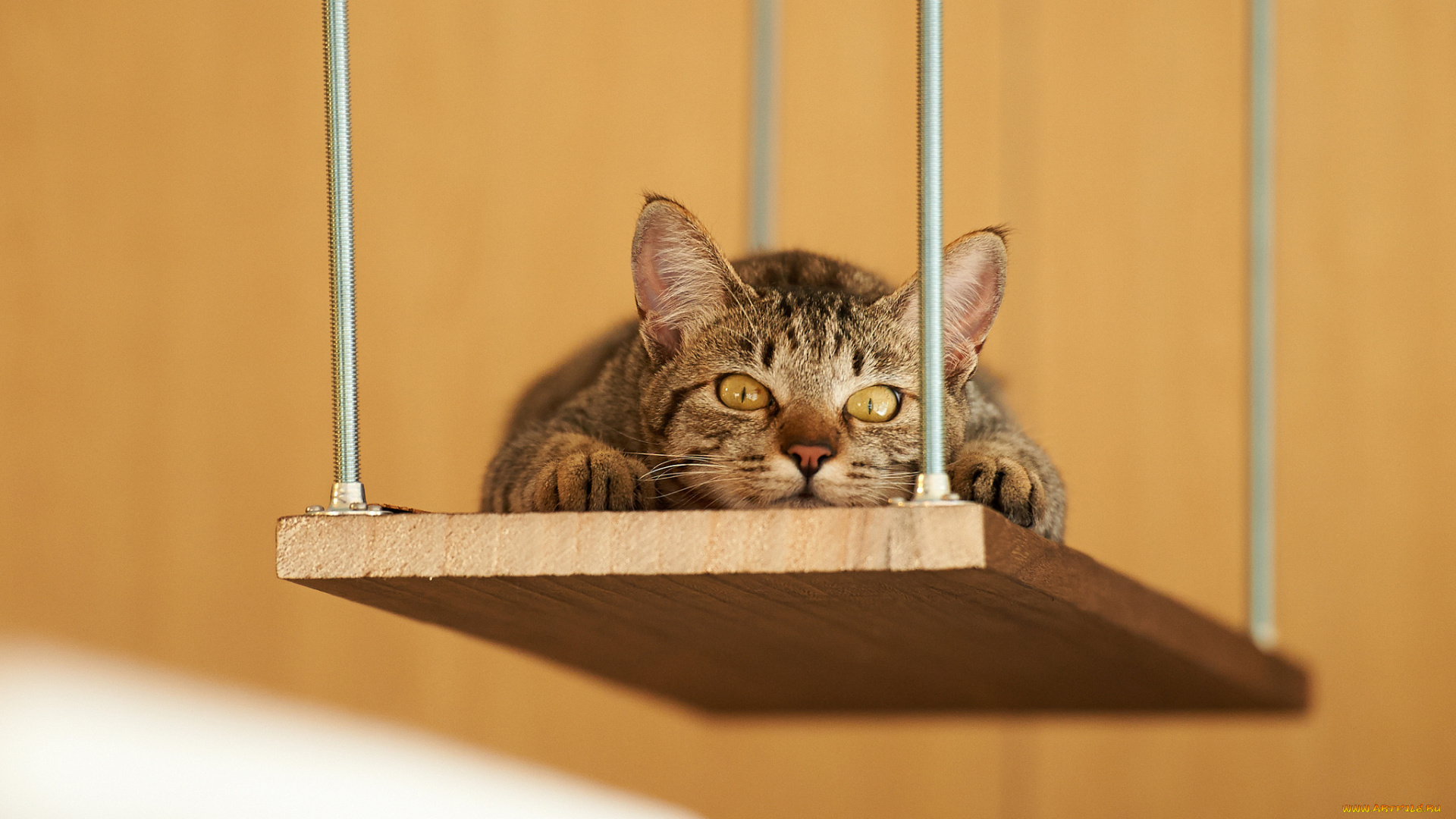 животные, коты, полка, лежа, отдых