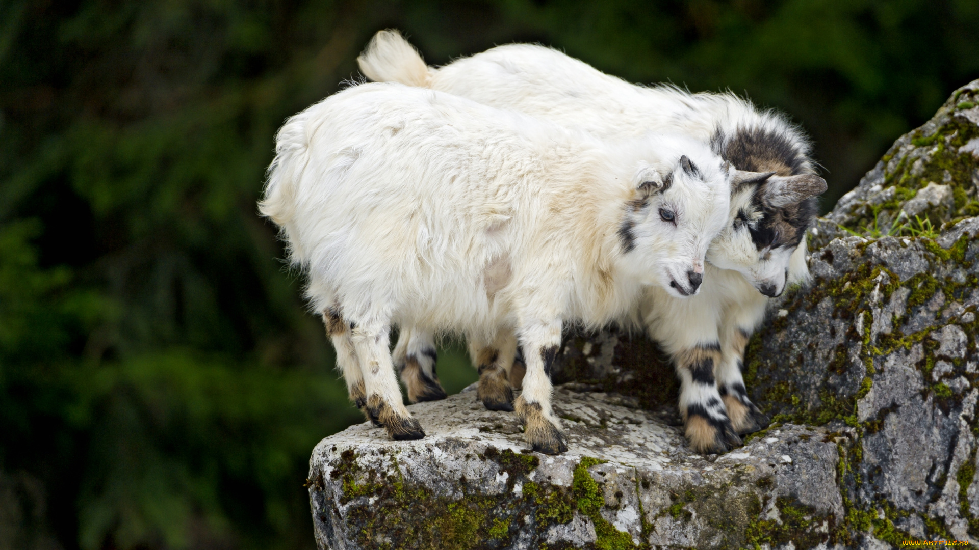 животные, козы, игра