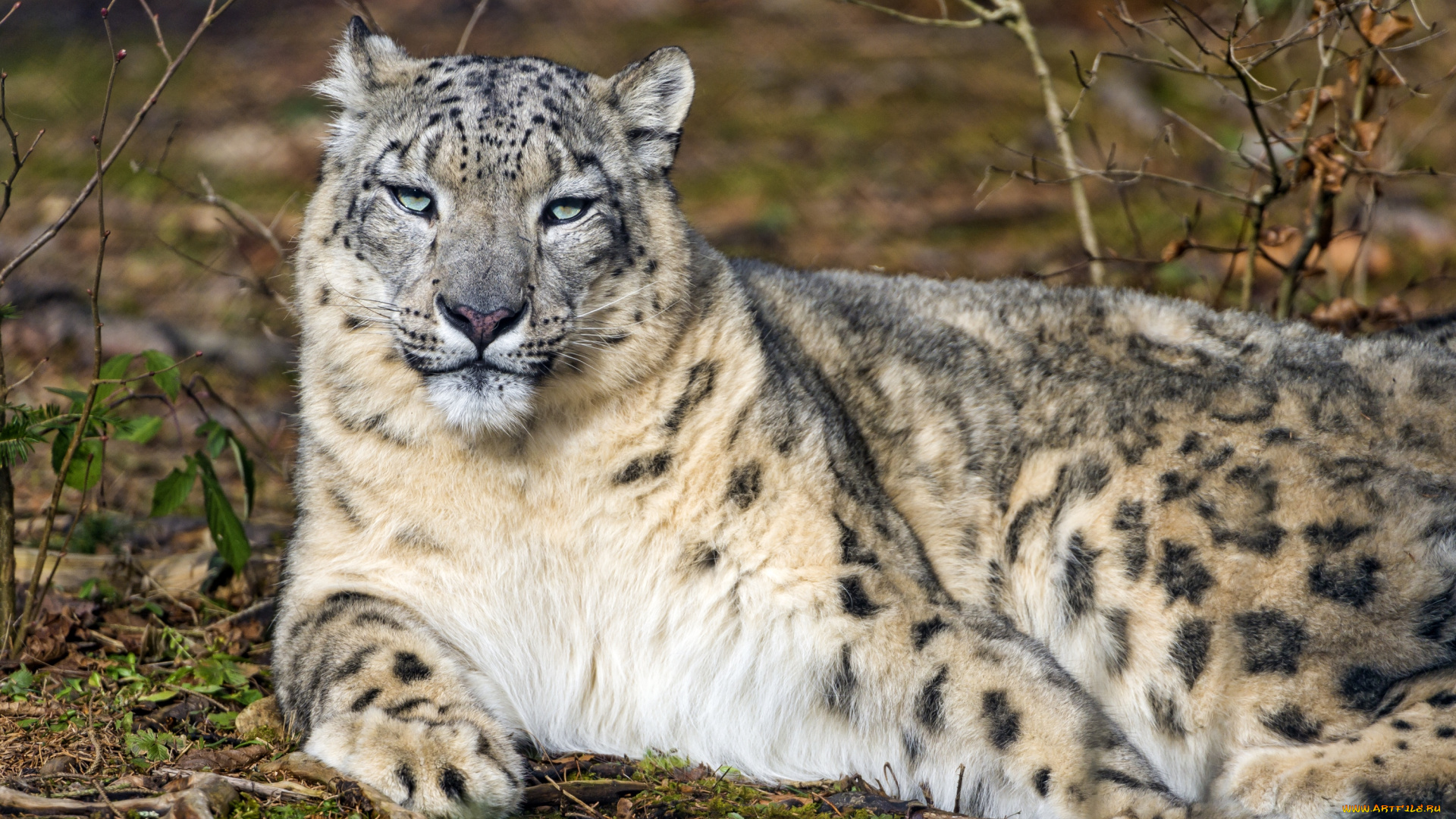 животные, снежный, барс, , ирбис, барс