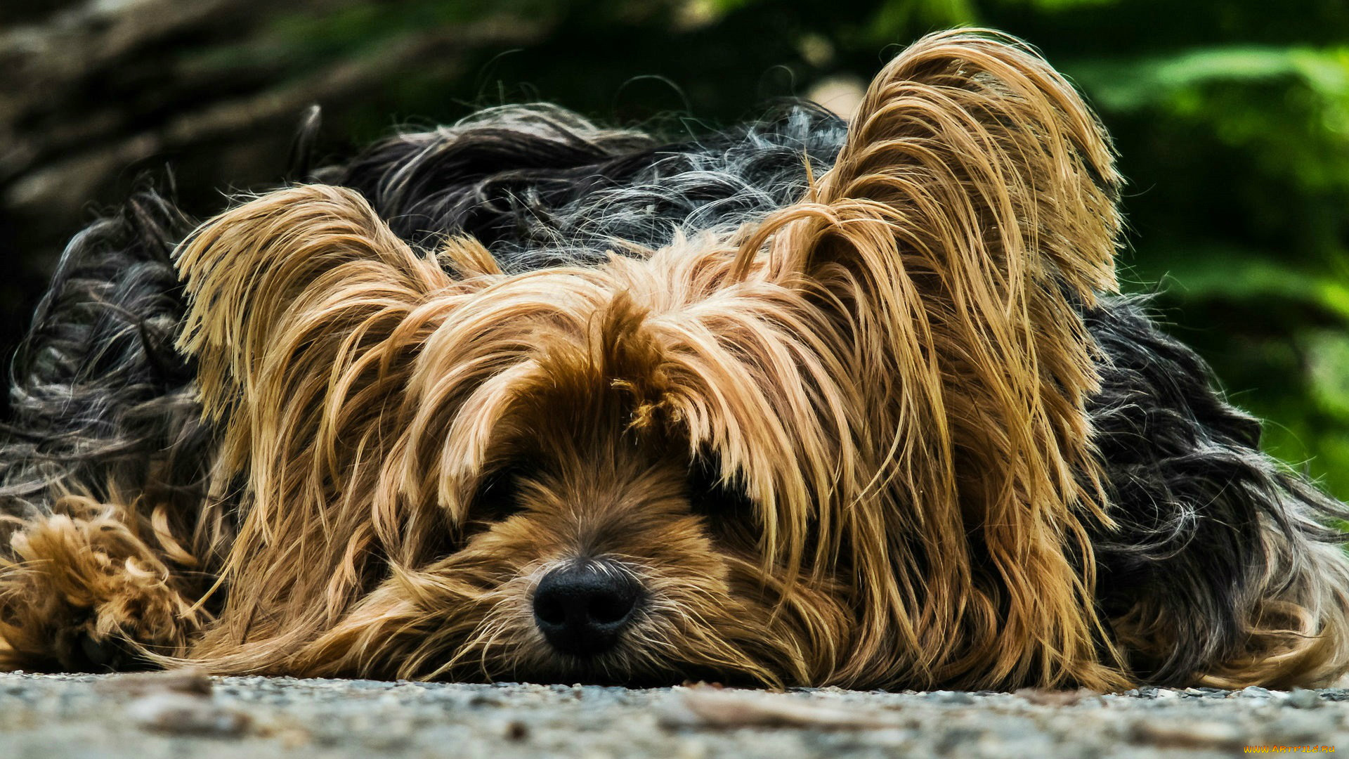 животные, собаки, лохматая